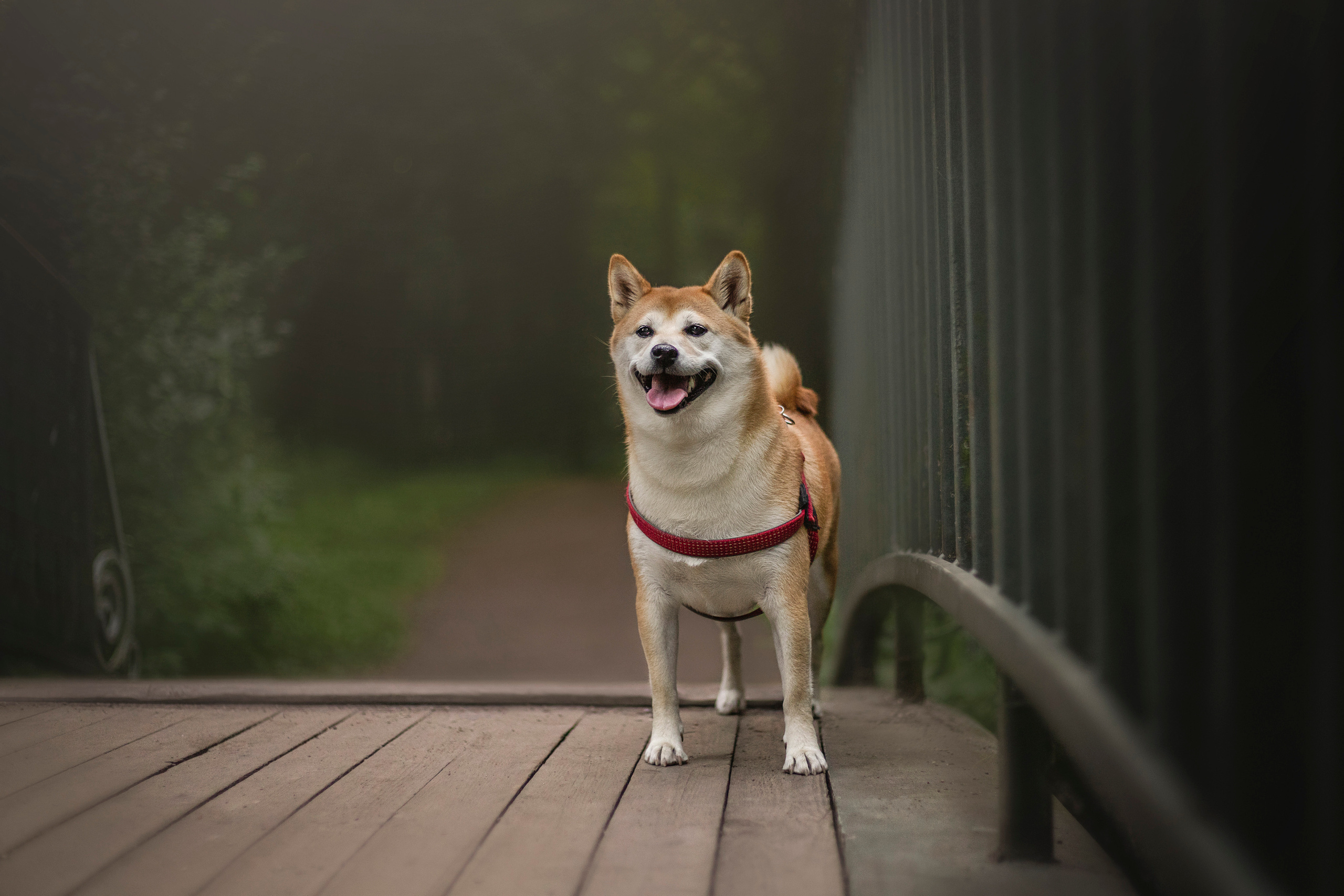 Саша и Айка. Фотограф — Анималист | Санкт-Петербург