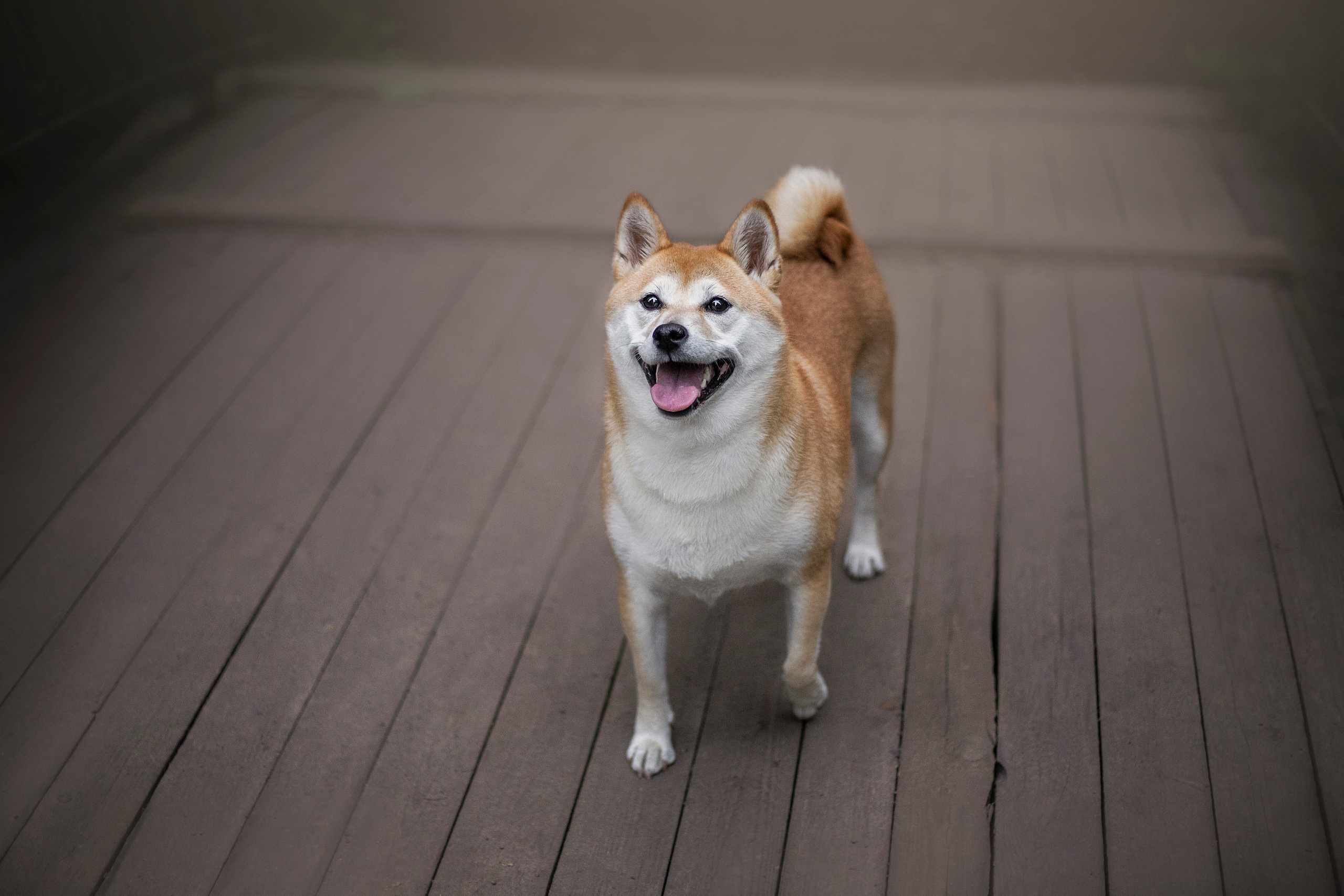 Саша и Айка. Фотограф — Анималист | Санкт-Петербург