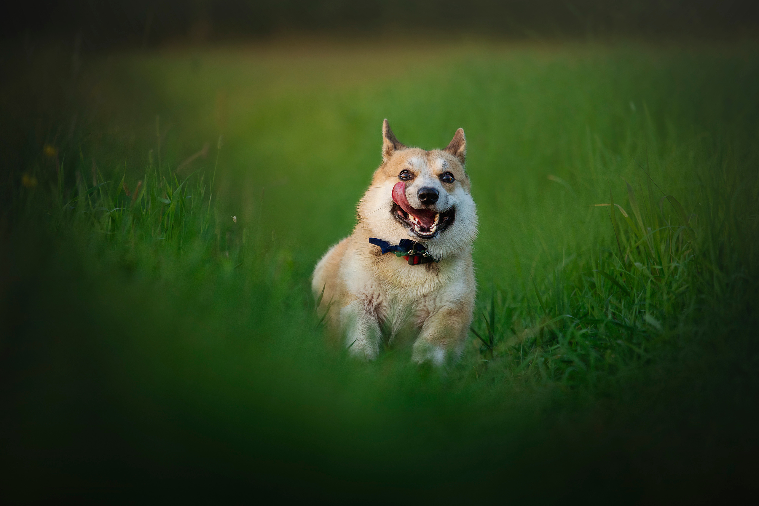 Катя и Азазель. Фотограф — Анималист | Санкт-Петербург