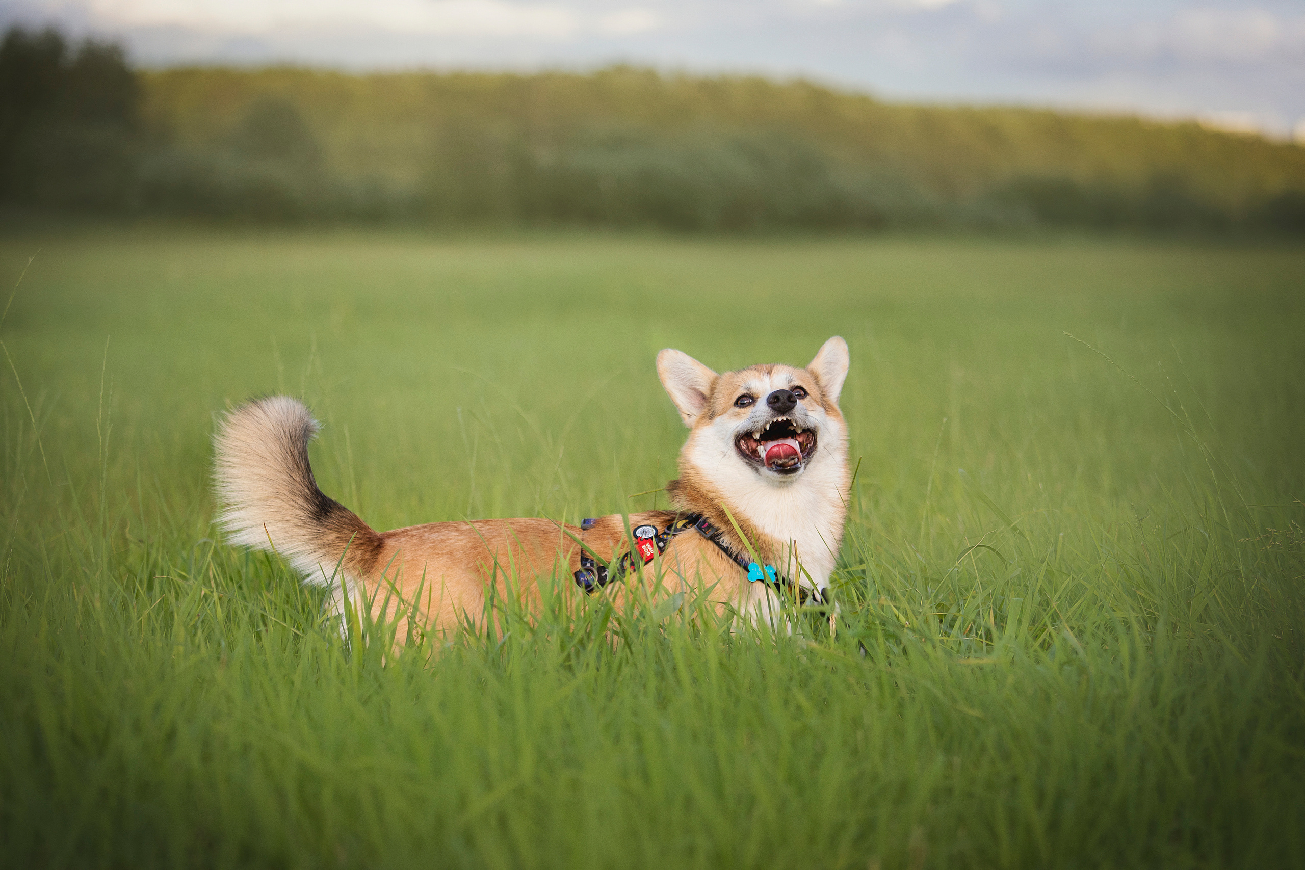 Оля и Оливка. Фотограф — Анималист | Санкт-Петербург