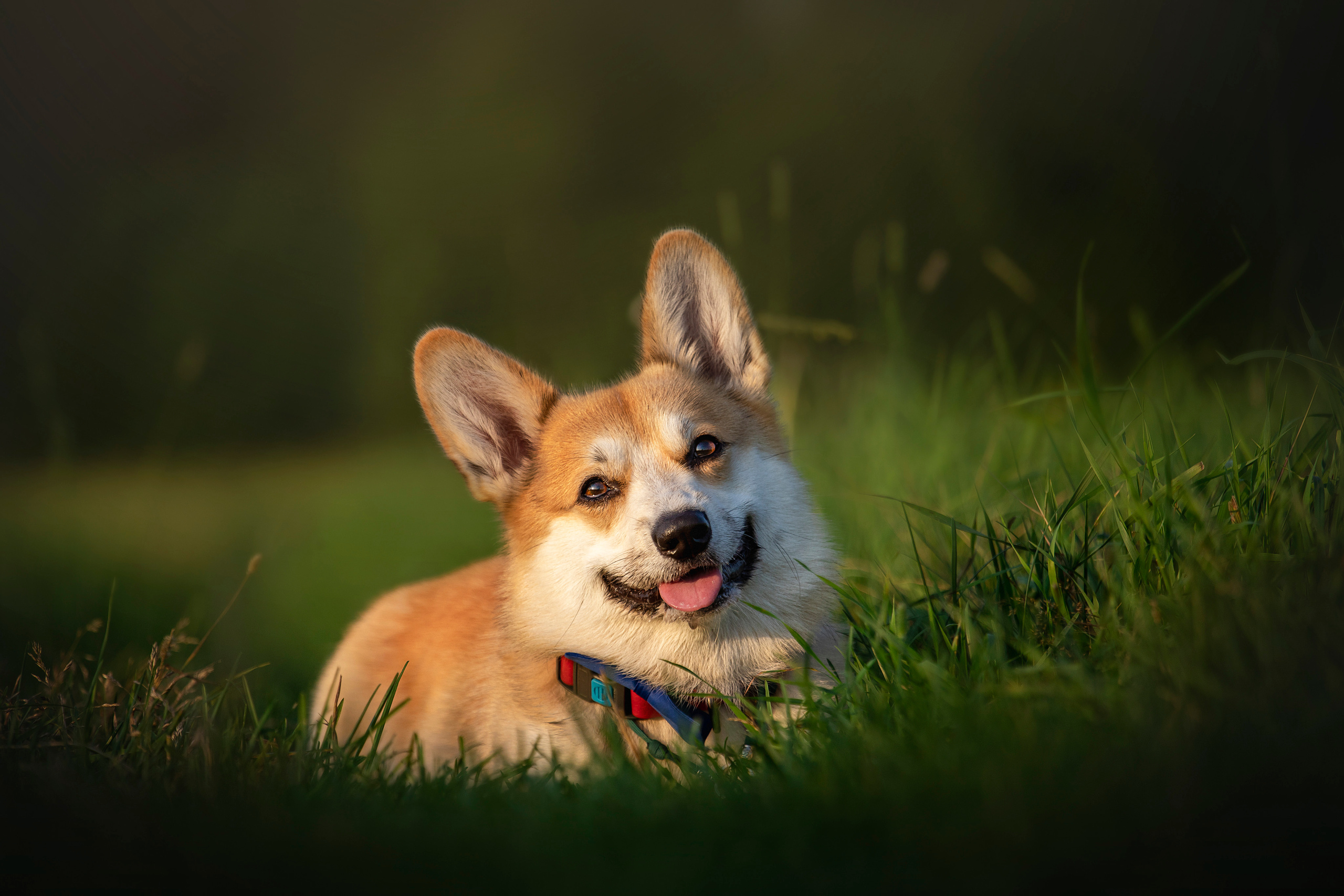 Катя и Азазель. Фотограф — Анималист | Санкт-Петербург