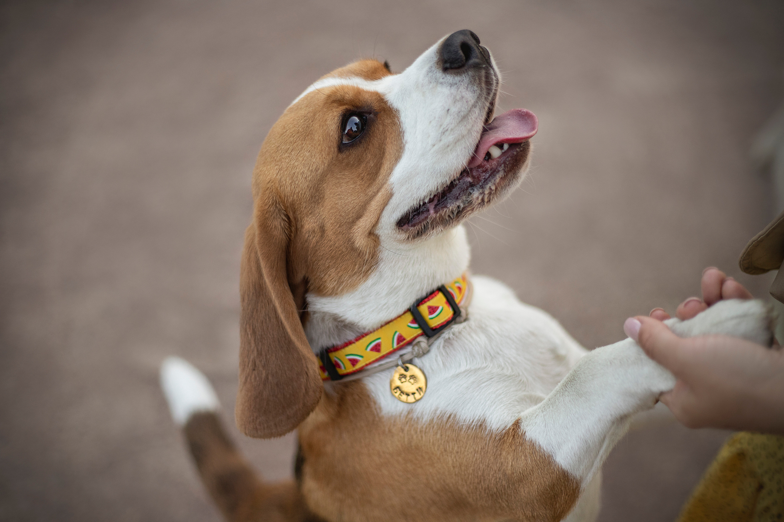 Полина и Бетти. Фотограф — Анималист | Санкт-Петербург