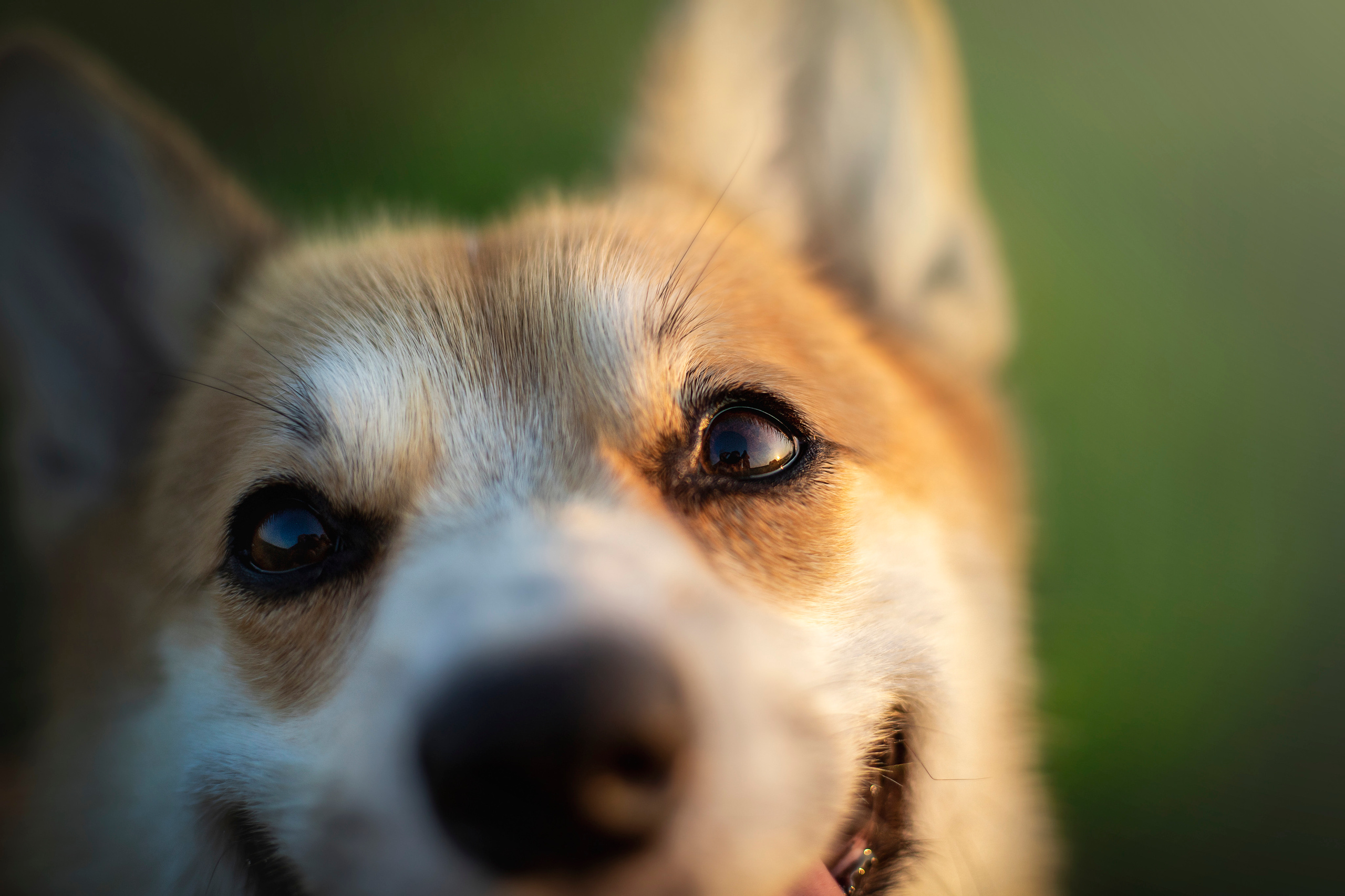 Катя и Азазель. Фотограф — Анималист | Санкт-Петербург