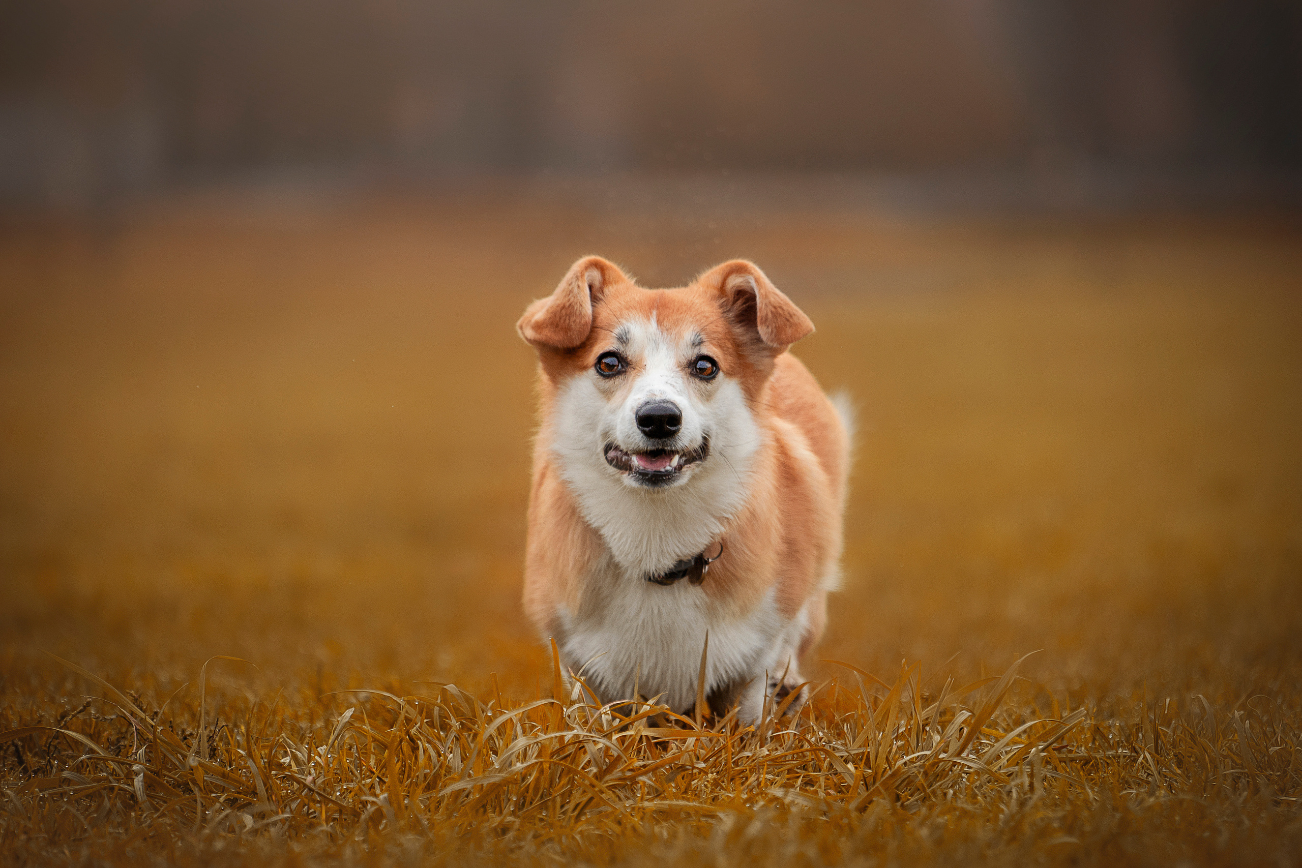 Егор и Никси. Фотограф — Анималист | Санкт-Петербург