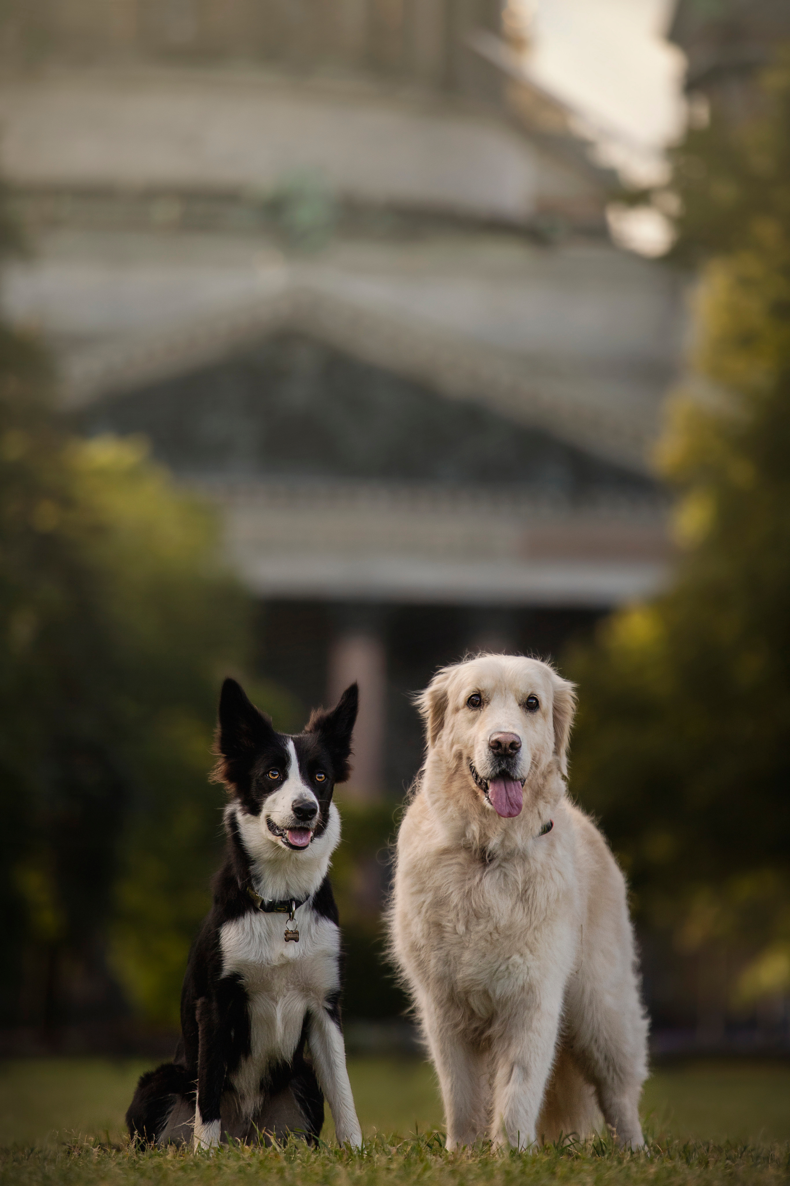 Лана, Тэгра и их семья. Фотограф — Анималист | Санкт-Петербург