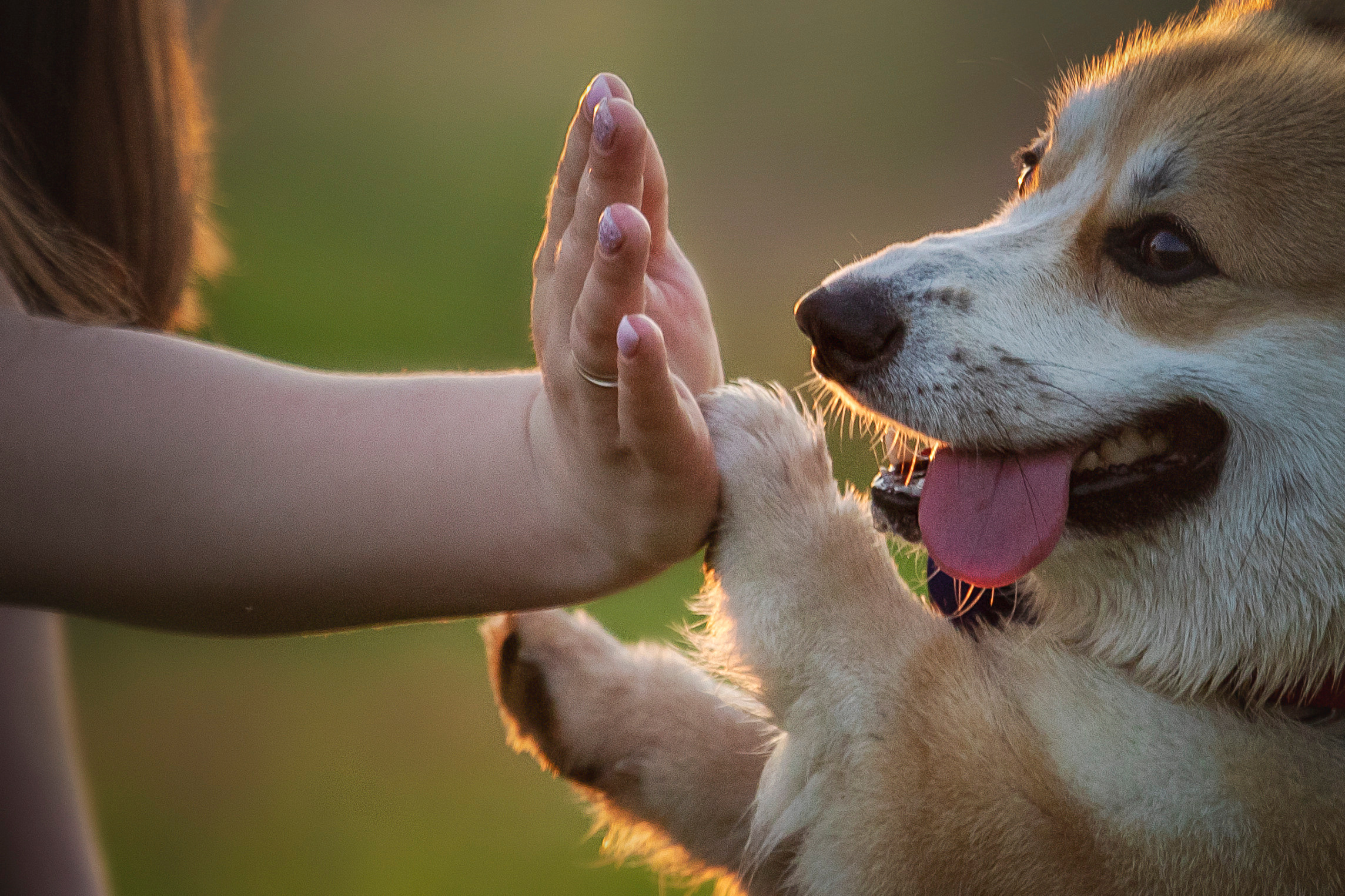 Катя и Азазель. Фотограф — Анималист | Санкт-Петербург