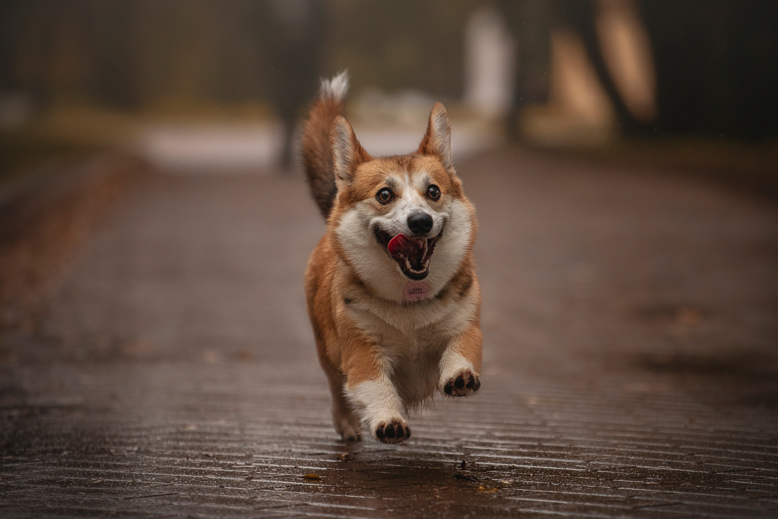 Оля и Оливка. Фотограф — Анималист | Санкт-Петербург