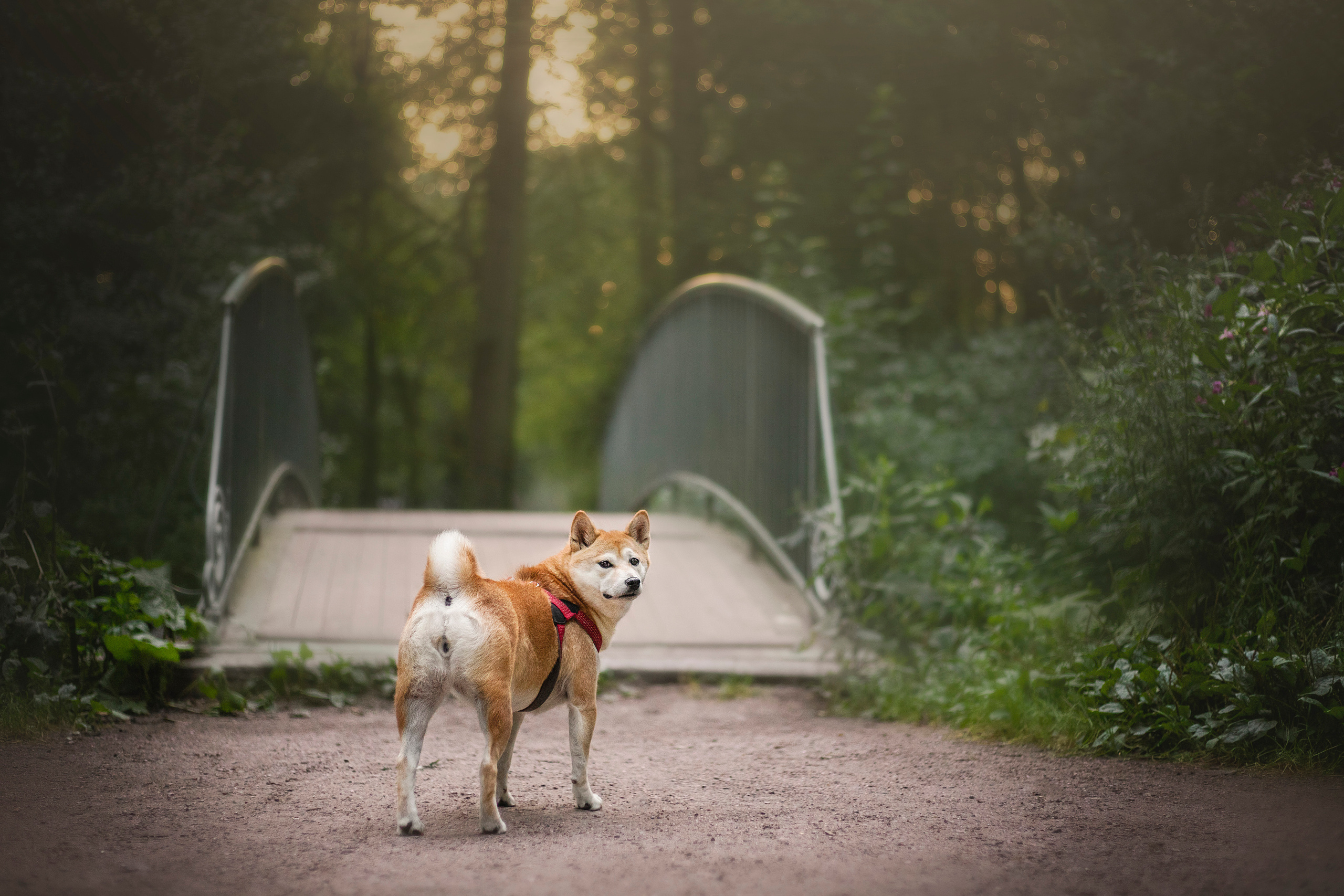 Саша и Айка. Фотограф — Анималист | Санкт-Петербург