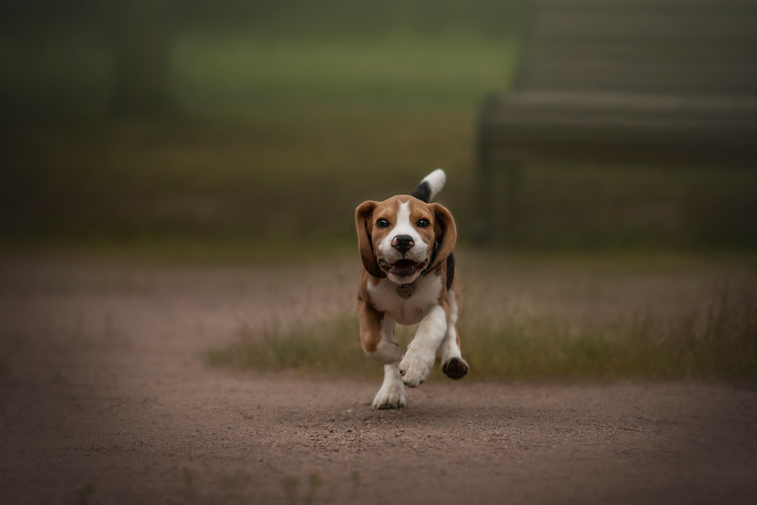 Лиза и Стич. Фотограф — Анималист | Санкт-Петербург