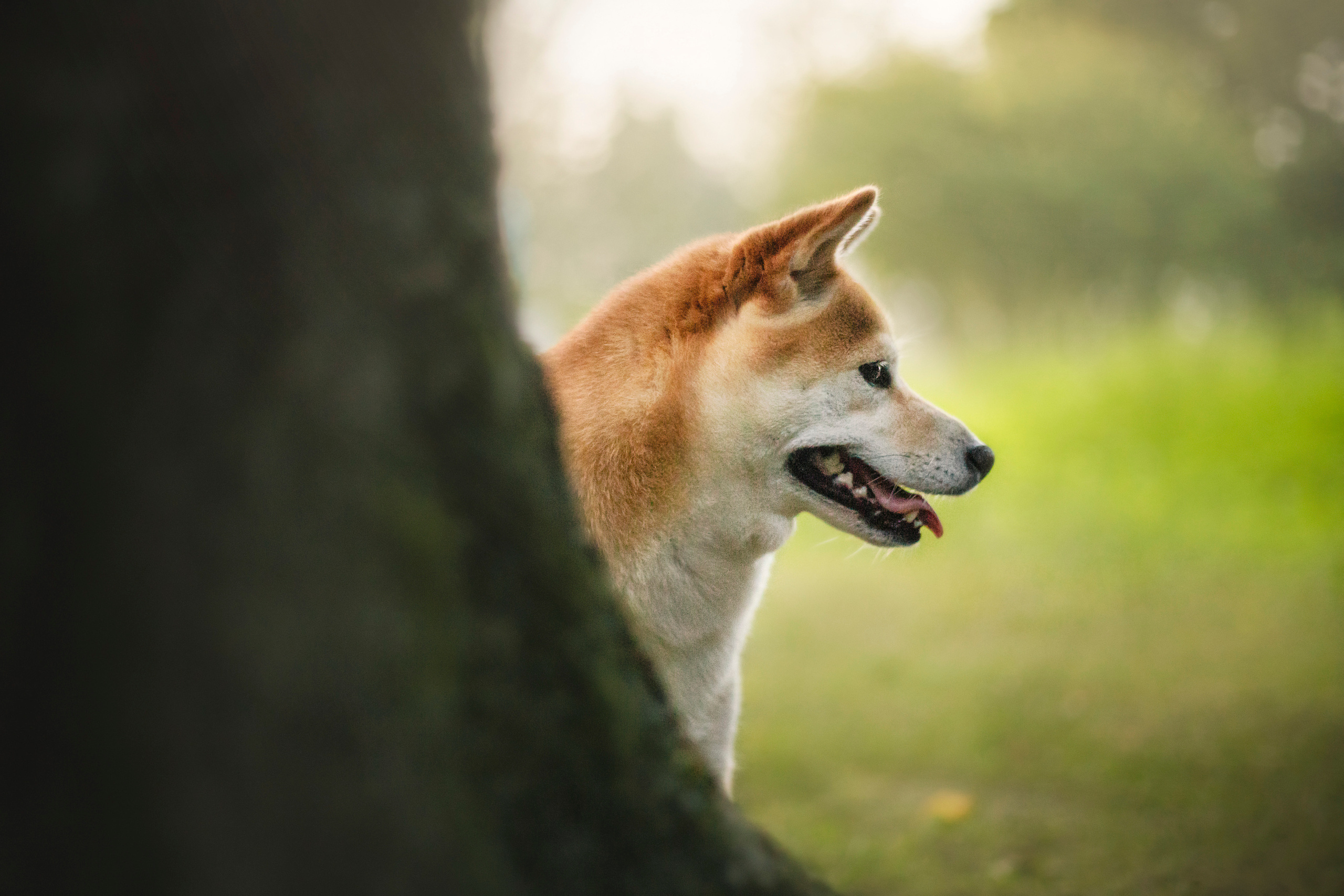 Саша и Айка. Фотограф — Анималист | Санкт-Петербург