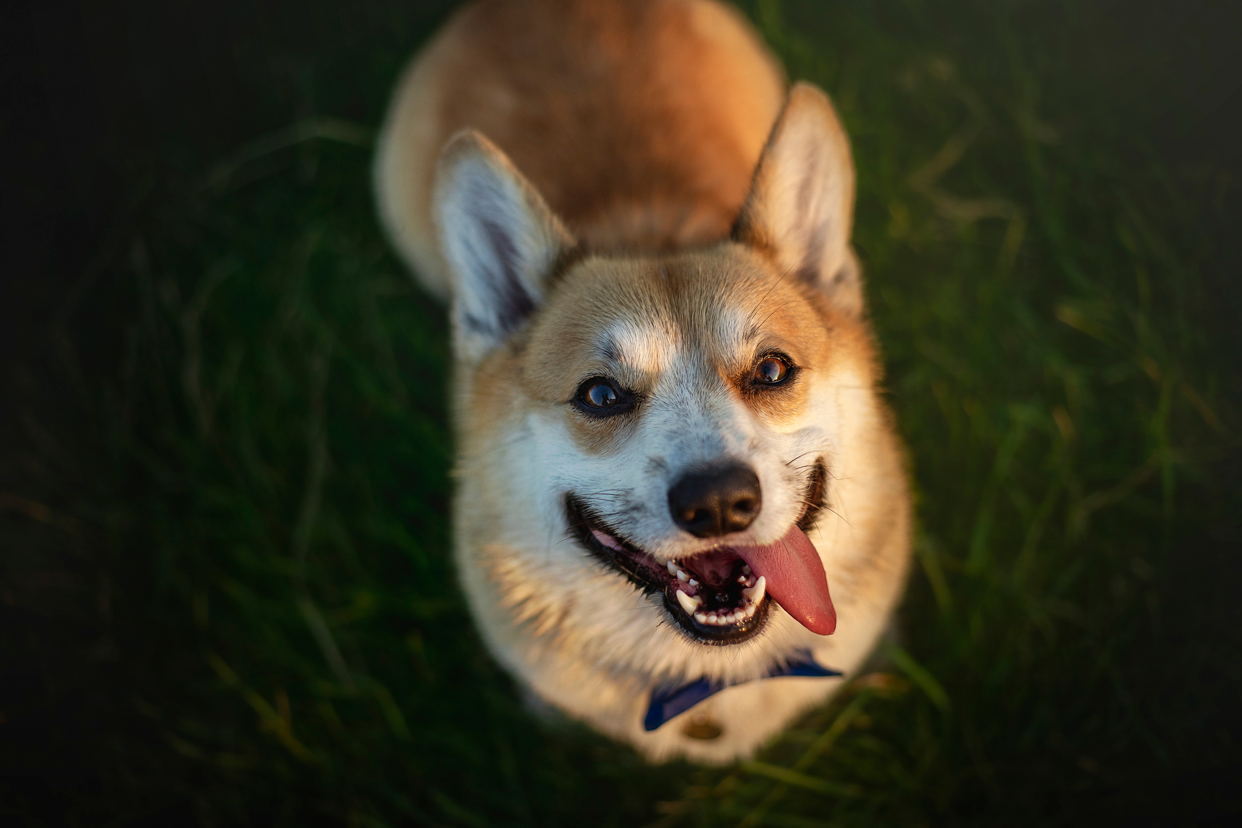 Катя и Азазель. Фотограф — Анималист | Санкт-Петербург