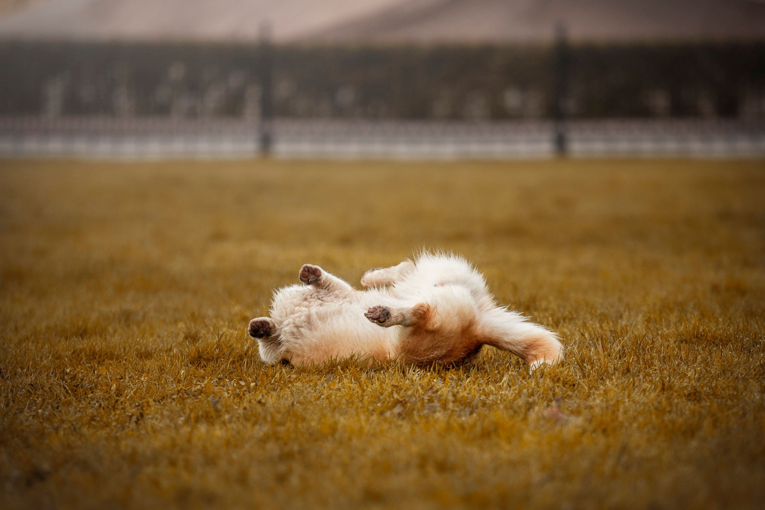 Егор и Никси. Фотограф — Анималист | Санкт-Петербург