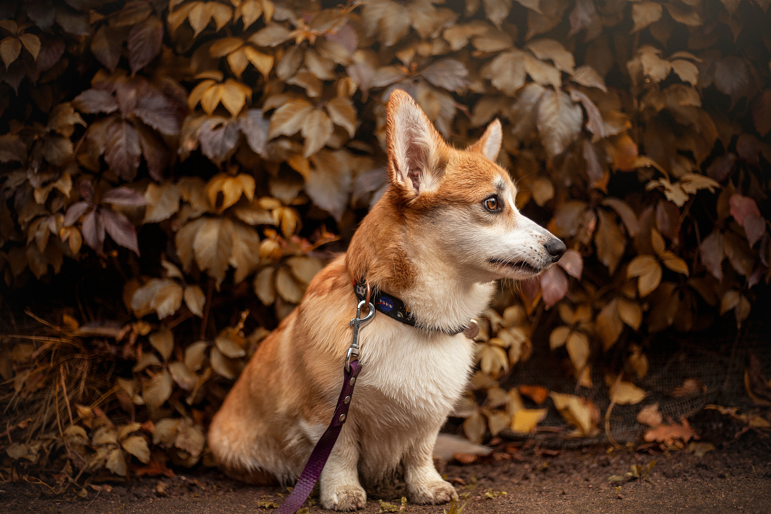 Егор и Никси. Фотограф — Анималист | Санкт-Петербург