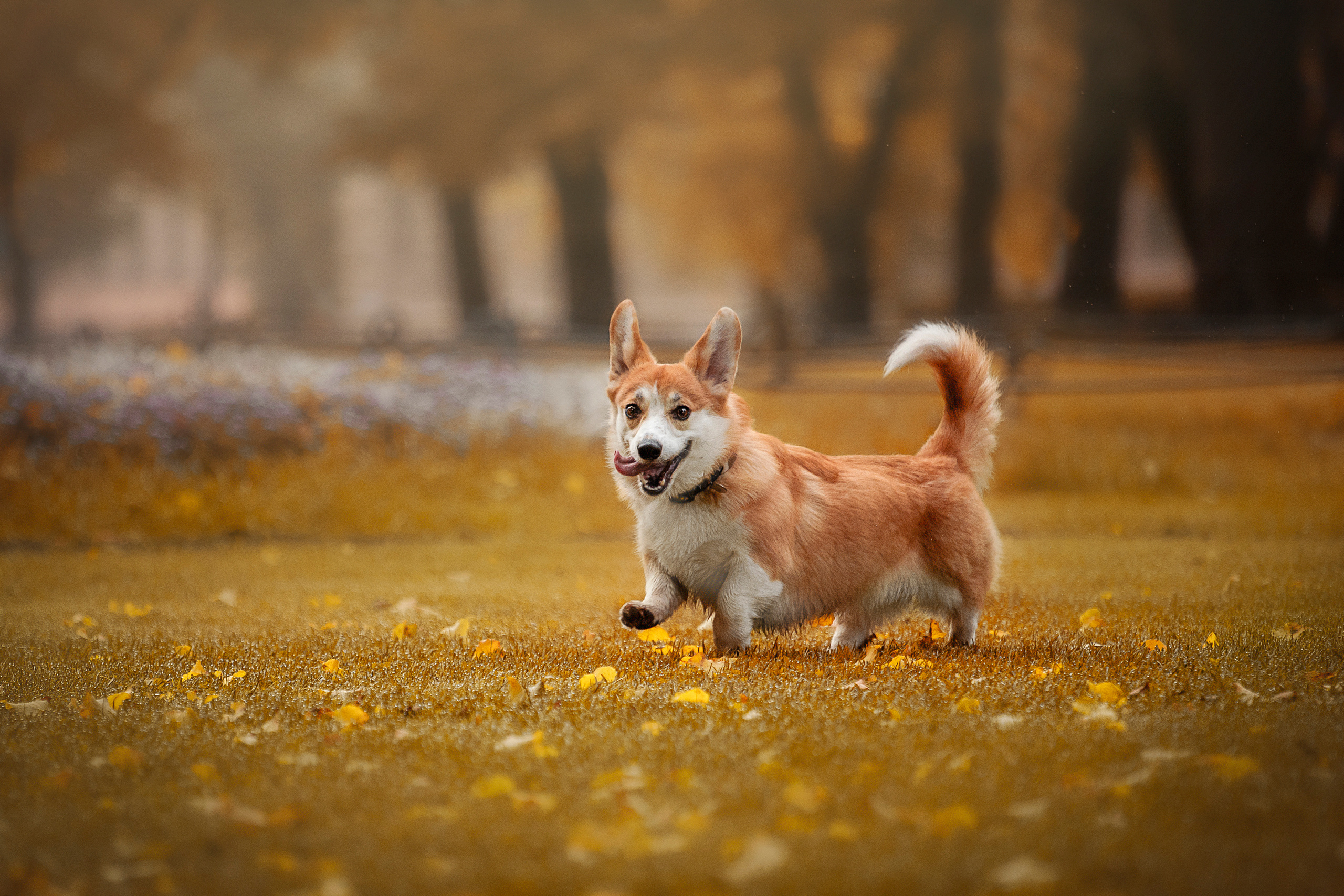 Егор и Никси. Фотограф — Анималист | Санкт-Петербург