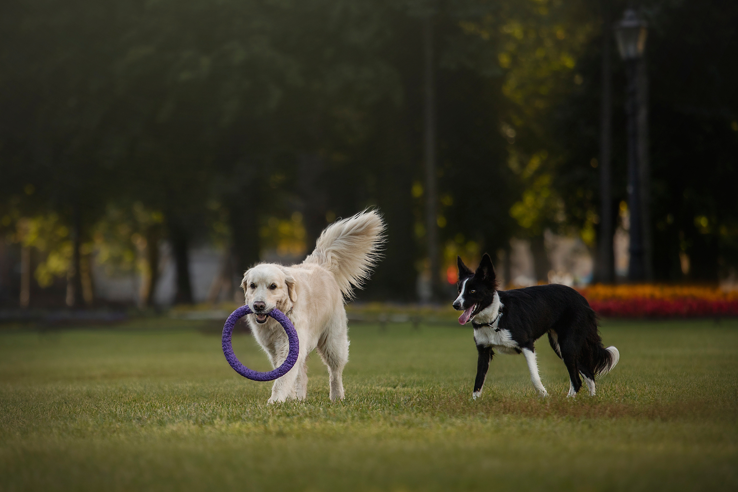 Лана, Тэгра и их семья. Фотограф — Анималист | Санкт-Петербург