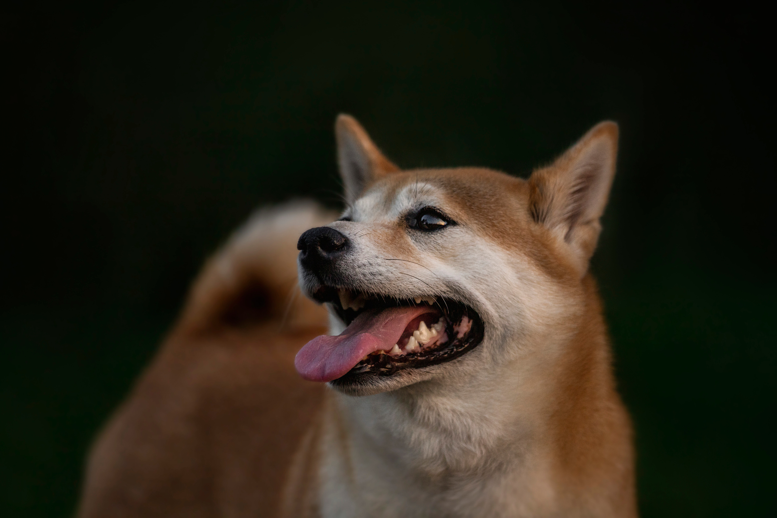 Саша и Айка. Фотограф — Анималист | Санкт-Петербург