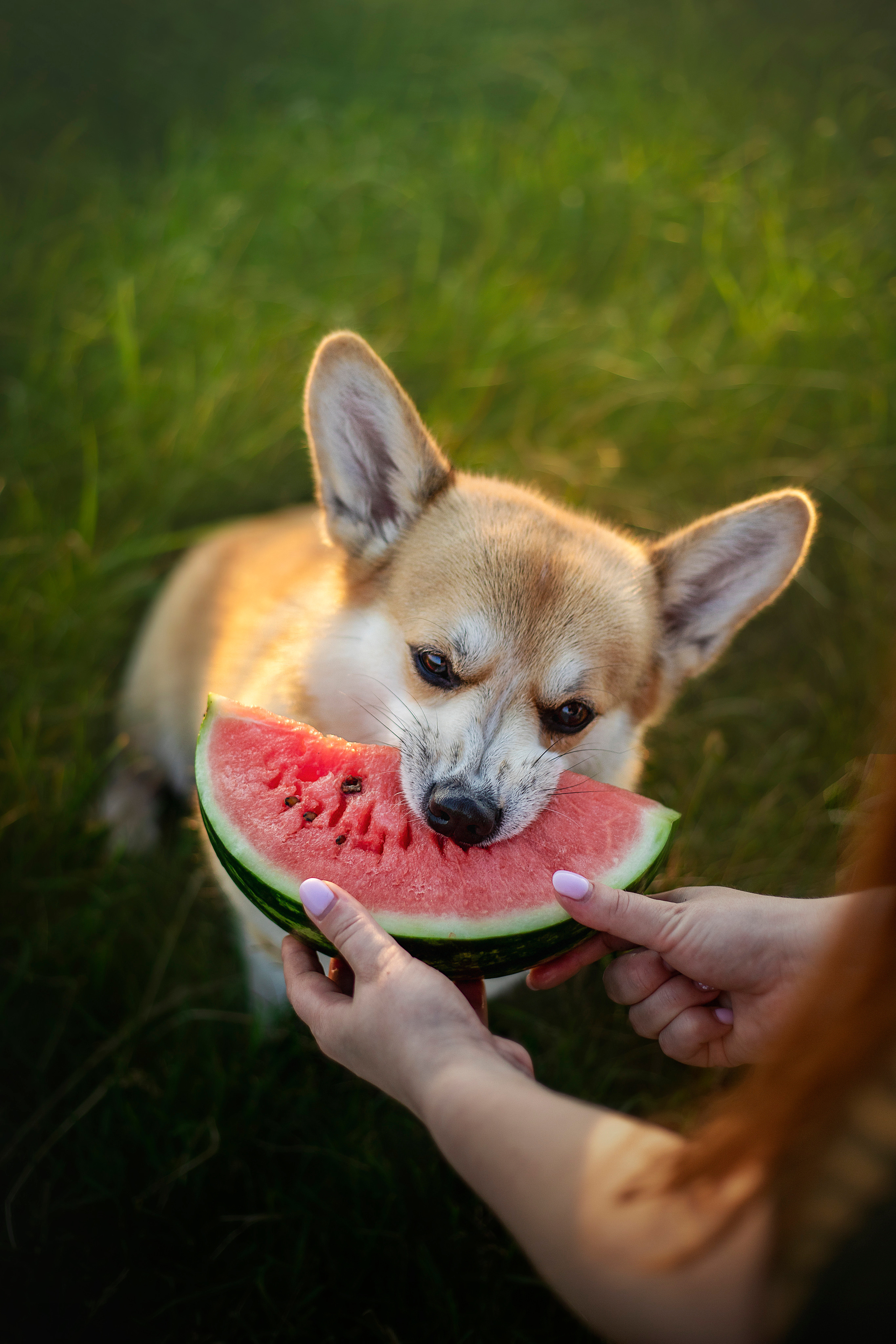 Катя и Азазель. Фотограф — Анималист | Санкт-Петербург