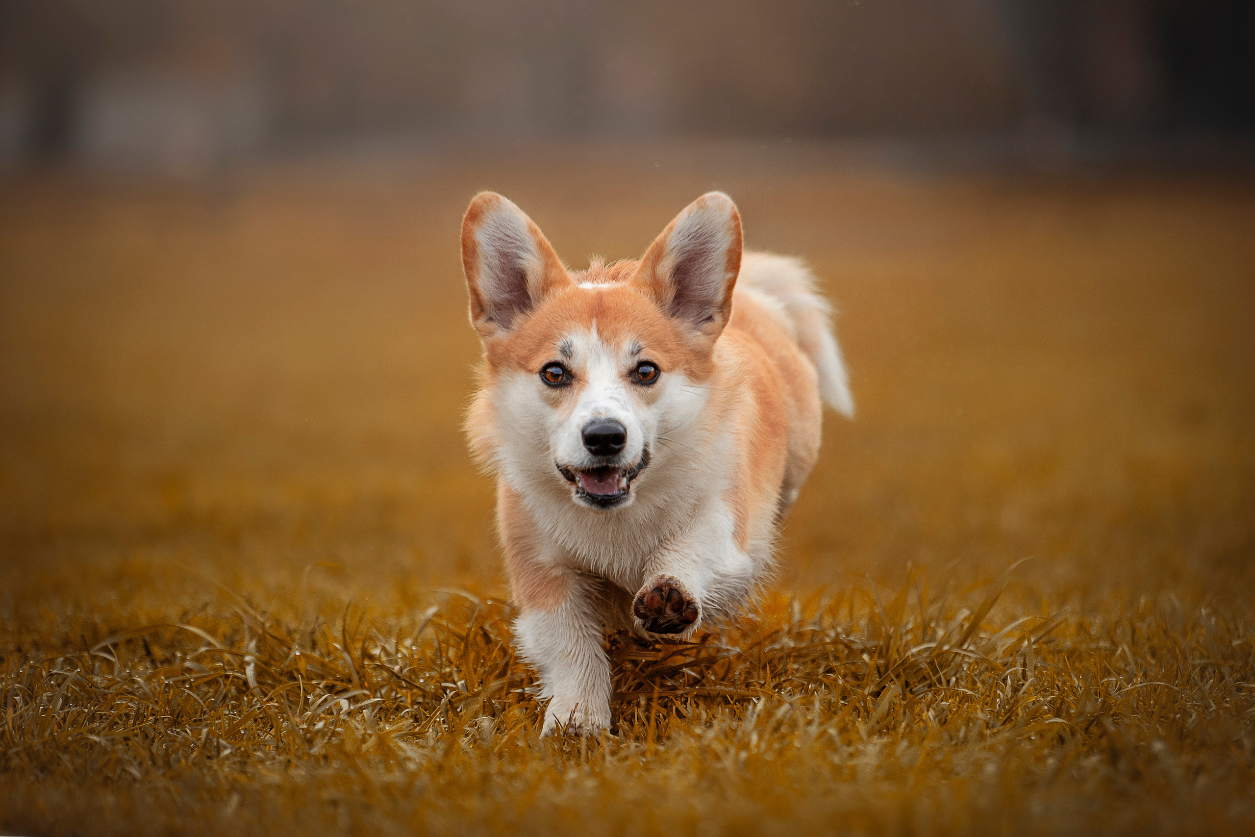 Егор и Никси. Фотограф — Анималист | Санкт-Петербург