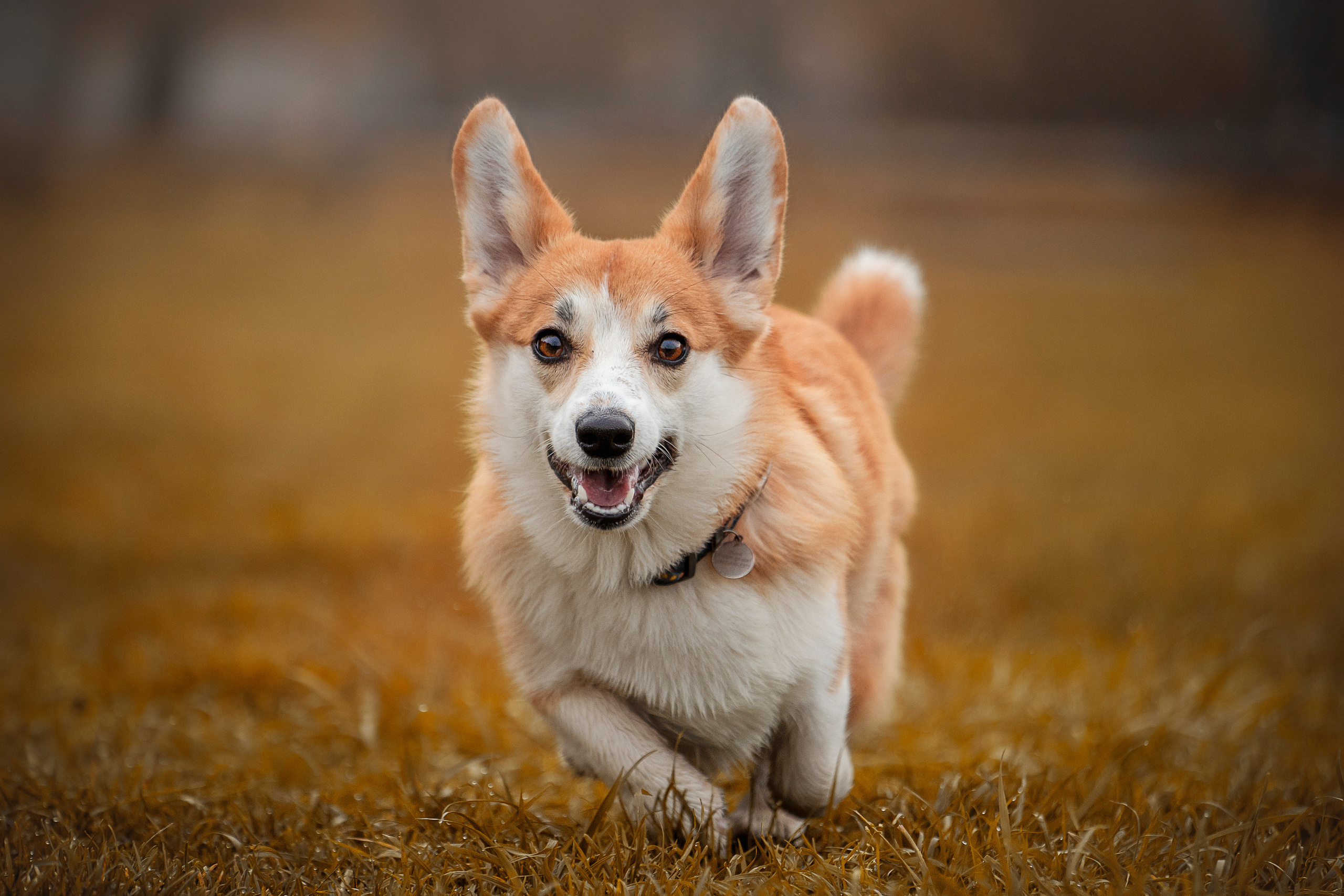 Егор и Никси. Фотограф — Анималист | Санкт-Петербург