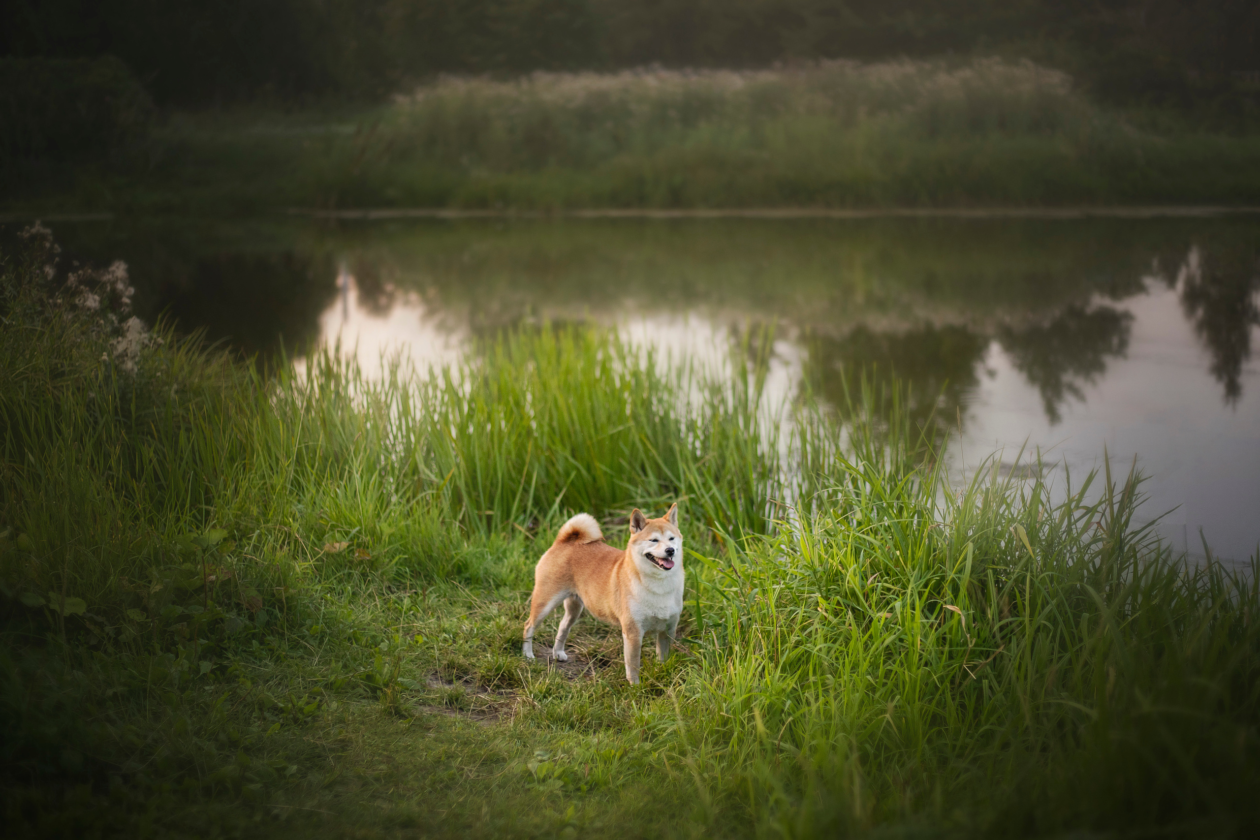 Саша и Айка. Фотограф — Анималист | Санкт-Петербург