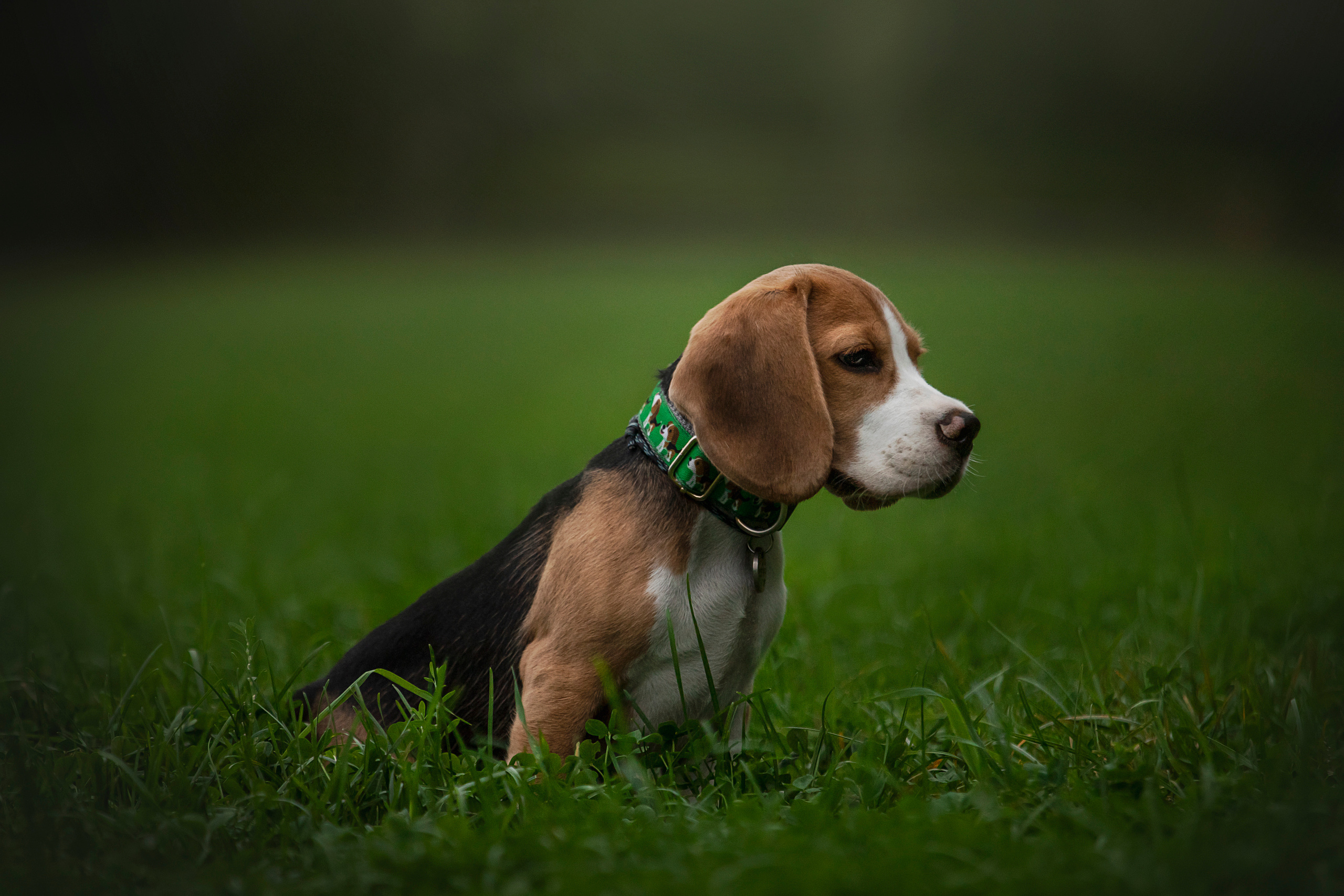 Лиза и Стич. Фотограф — Анималист | Санкт-Петербург