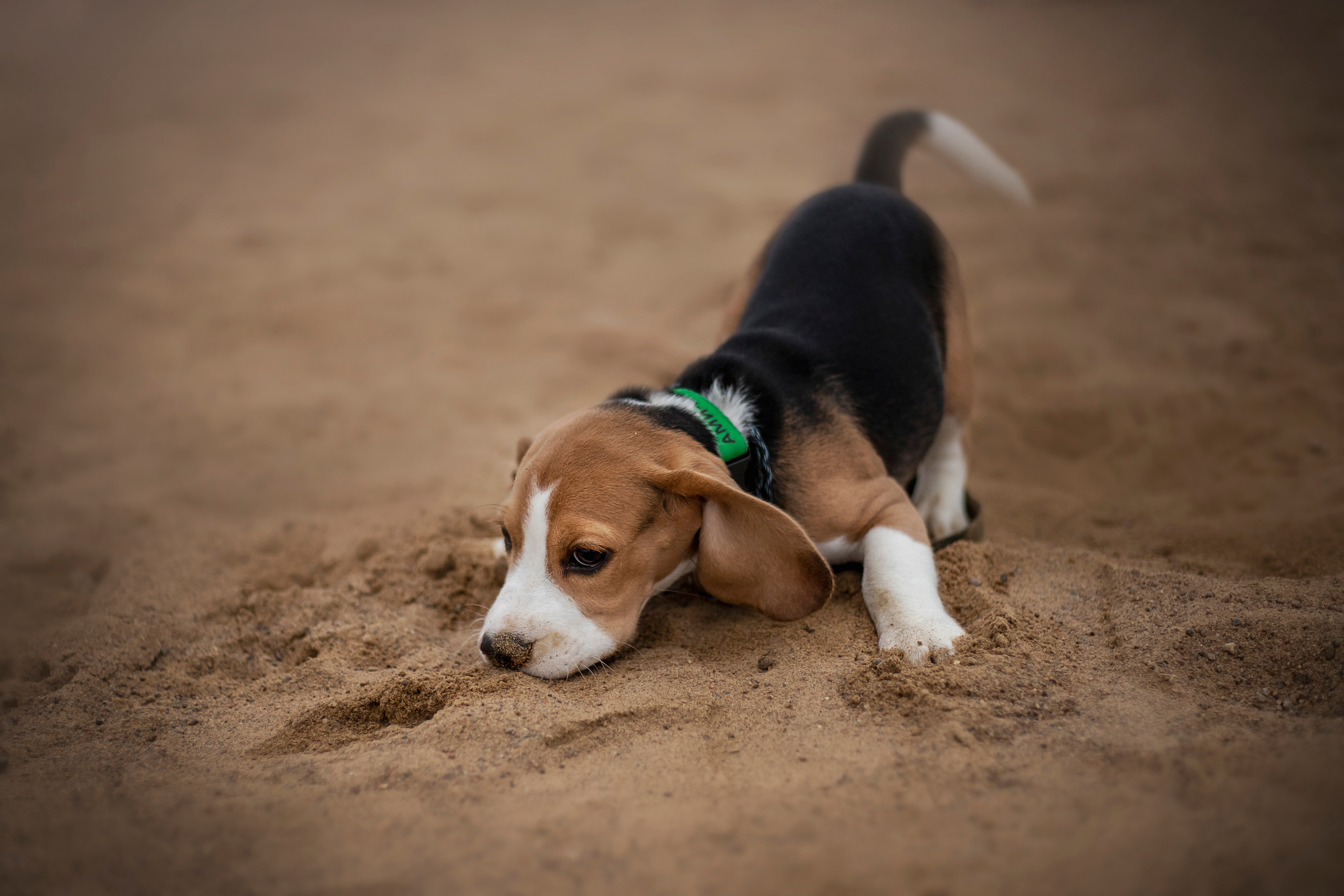 Лиза и Стич. Фотограф — Анималист | Санкт-Петербург