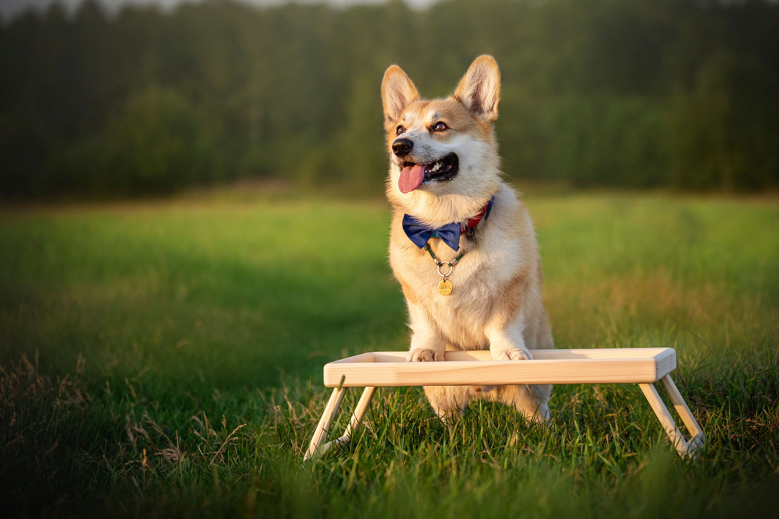 Катя и Азазель. Фотограф — Анималист | Санкт-Петербург