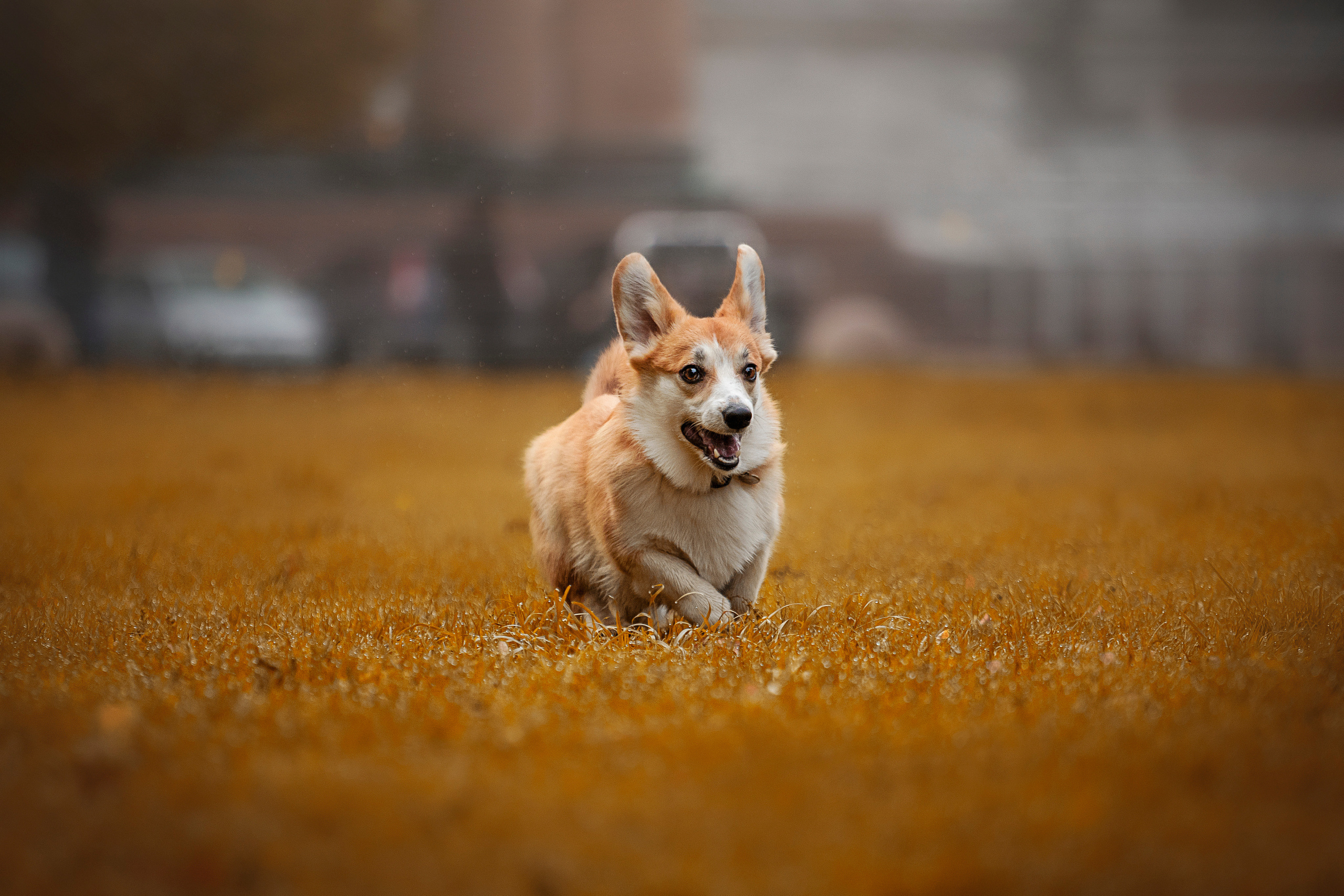 Егор и Никси. Фотограф — Анималист | Санкт-Петербург