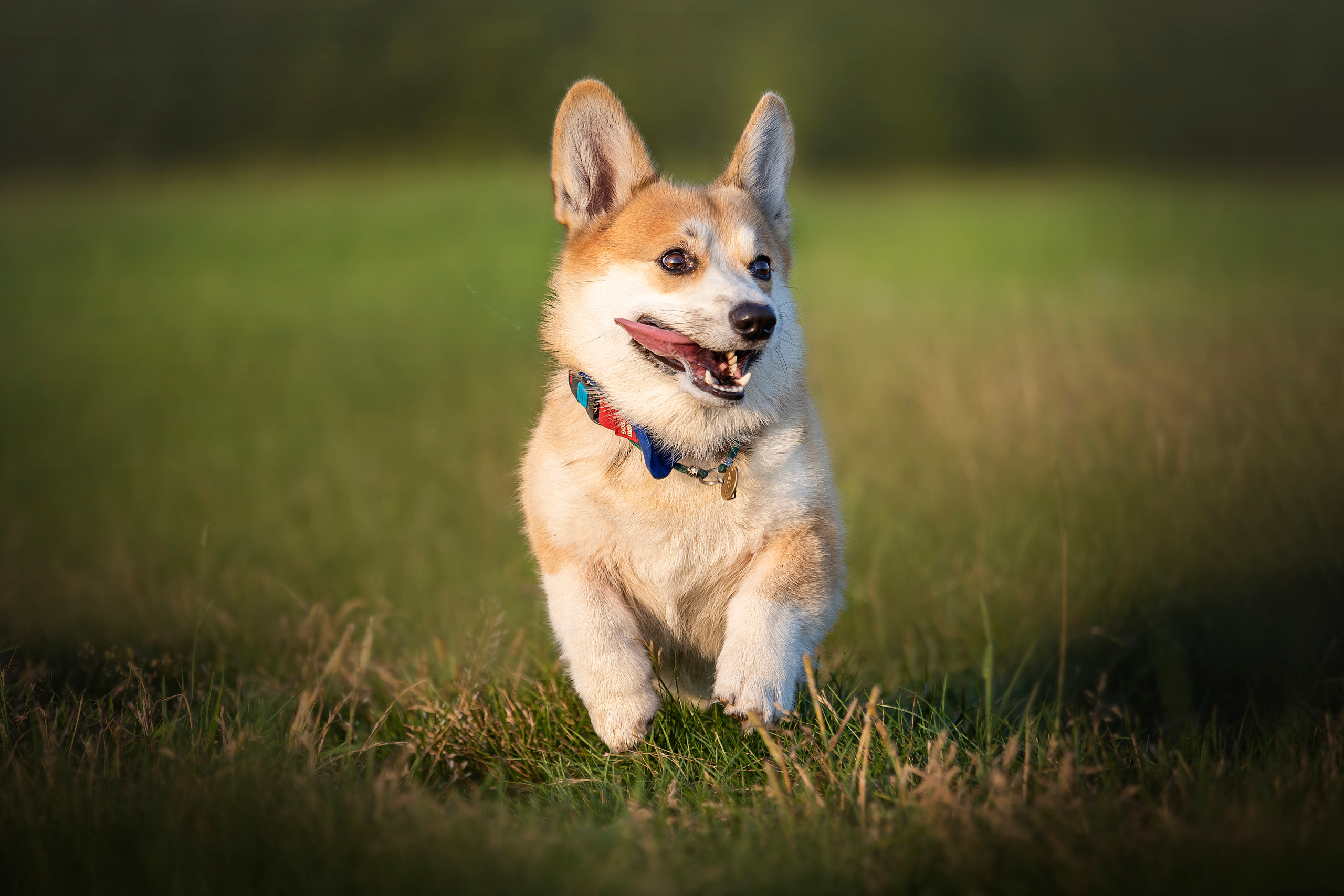 Катя и Азазель. Фотограф — Анималист | Санкт-Петербург