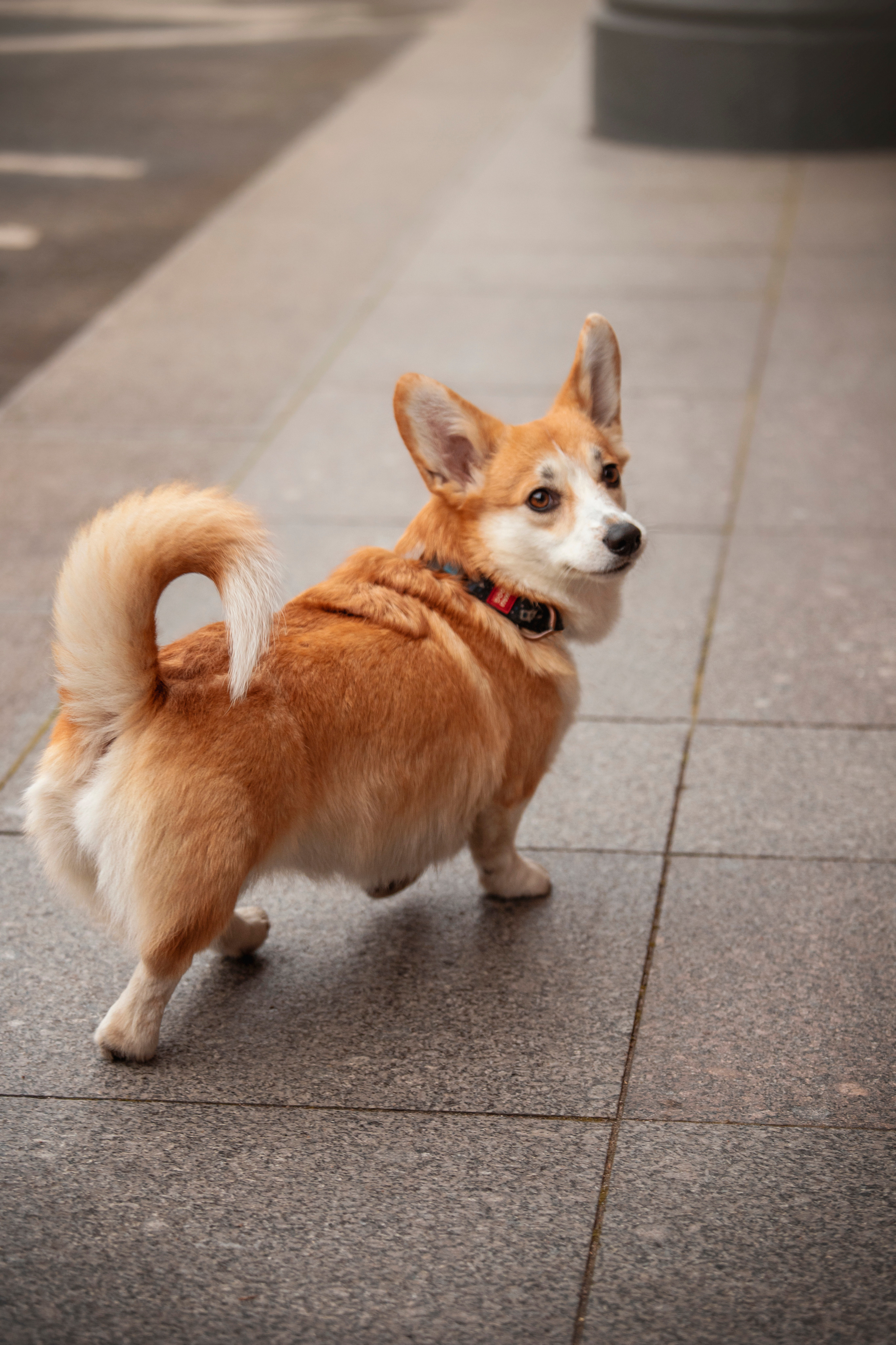 Егор и Никси. Фотограф — Анималист | Санкт-Петербург
