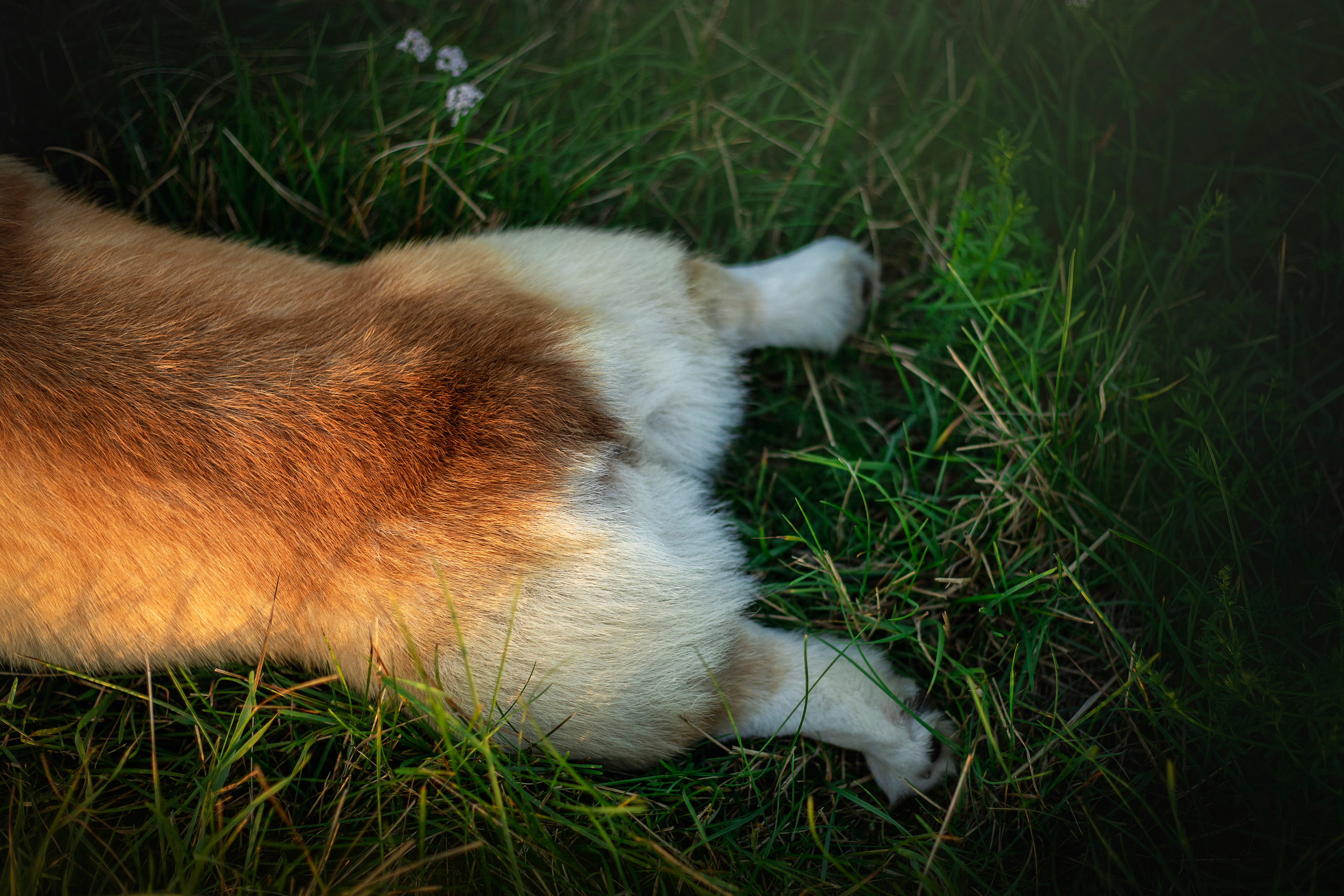 Катя и Азазель. Фотограф — Анималист | Санкт-Петербург