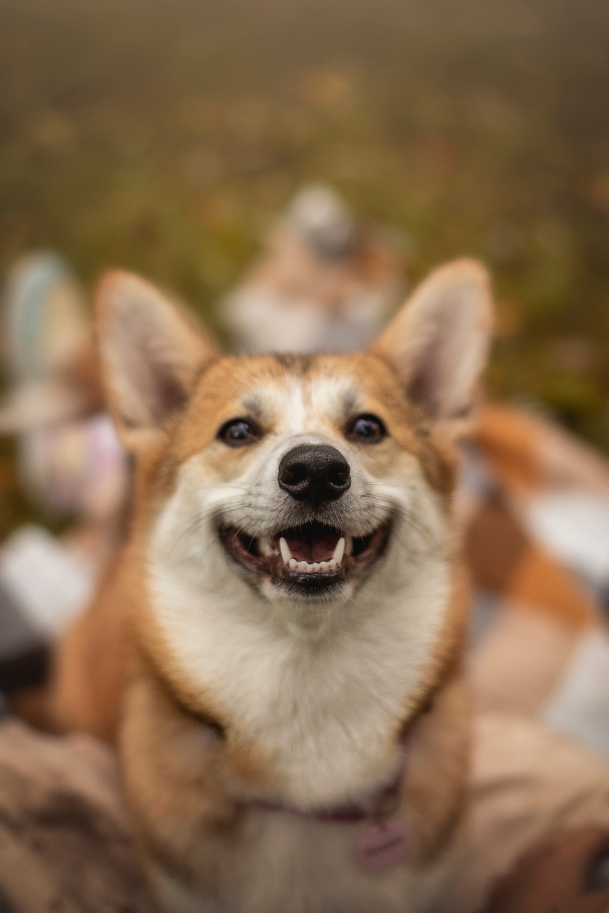 Оля и Оливка. Фотограф — Анималист | Санкт-Петербург