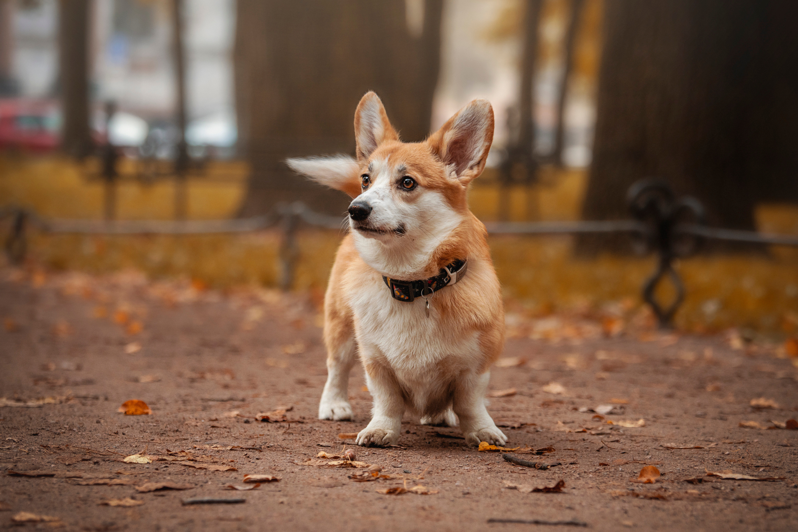 Егор и Никси. Фотограф — Анималист | Санкт-Петербург