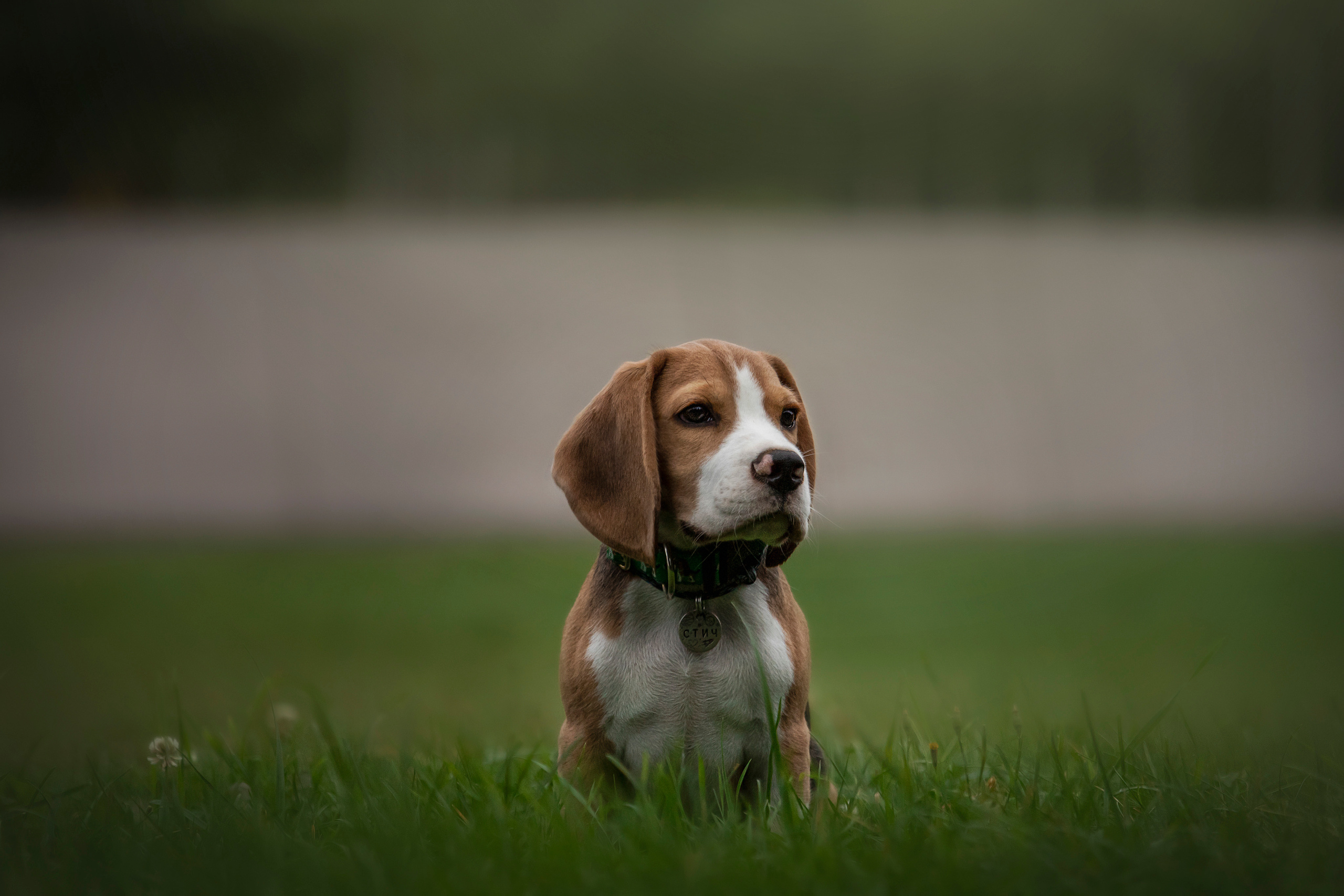 Лиза и Стич. Фотограф — Анималист | Санкт-Петербург
