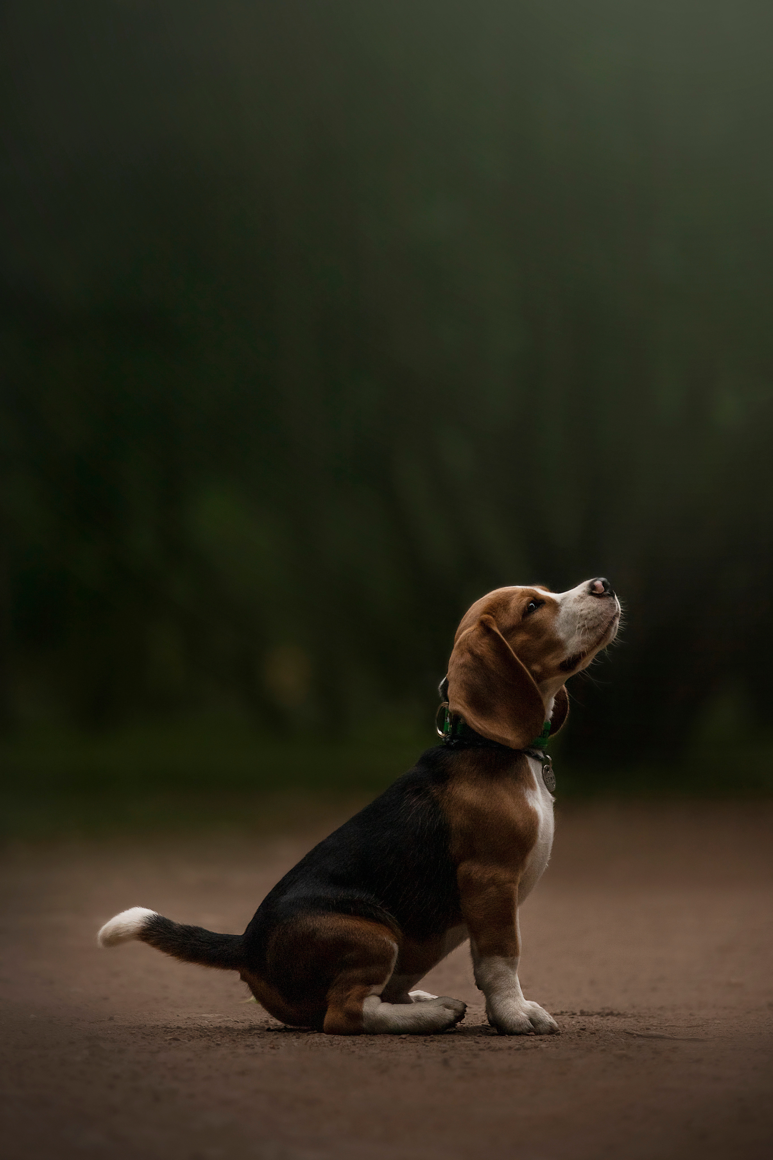 Лиза и Стич. Фотограф — Анималист | Санкт-Петербург