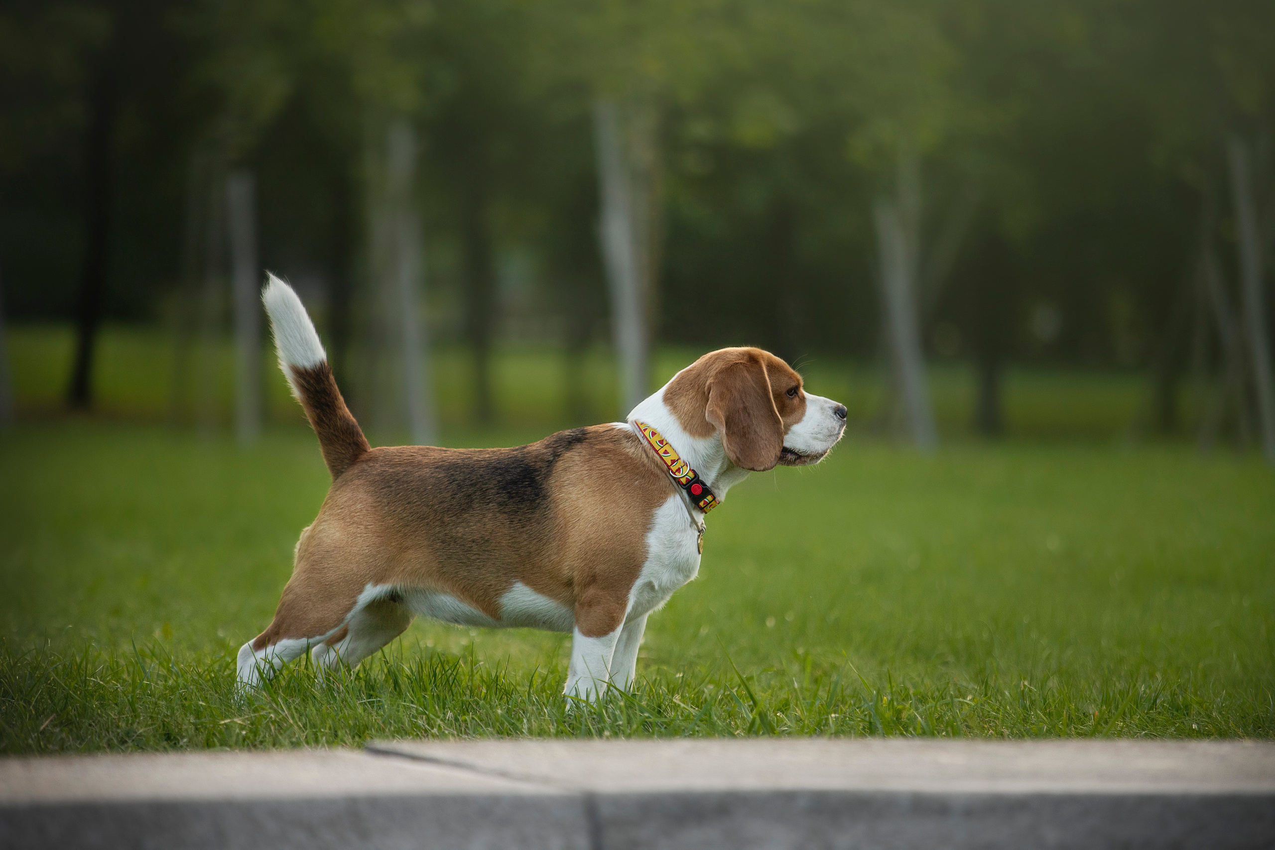Полина и Бетти. Фотограф — Анималист | Санкт-Петербург