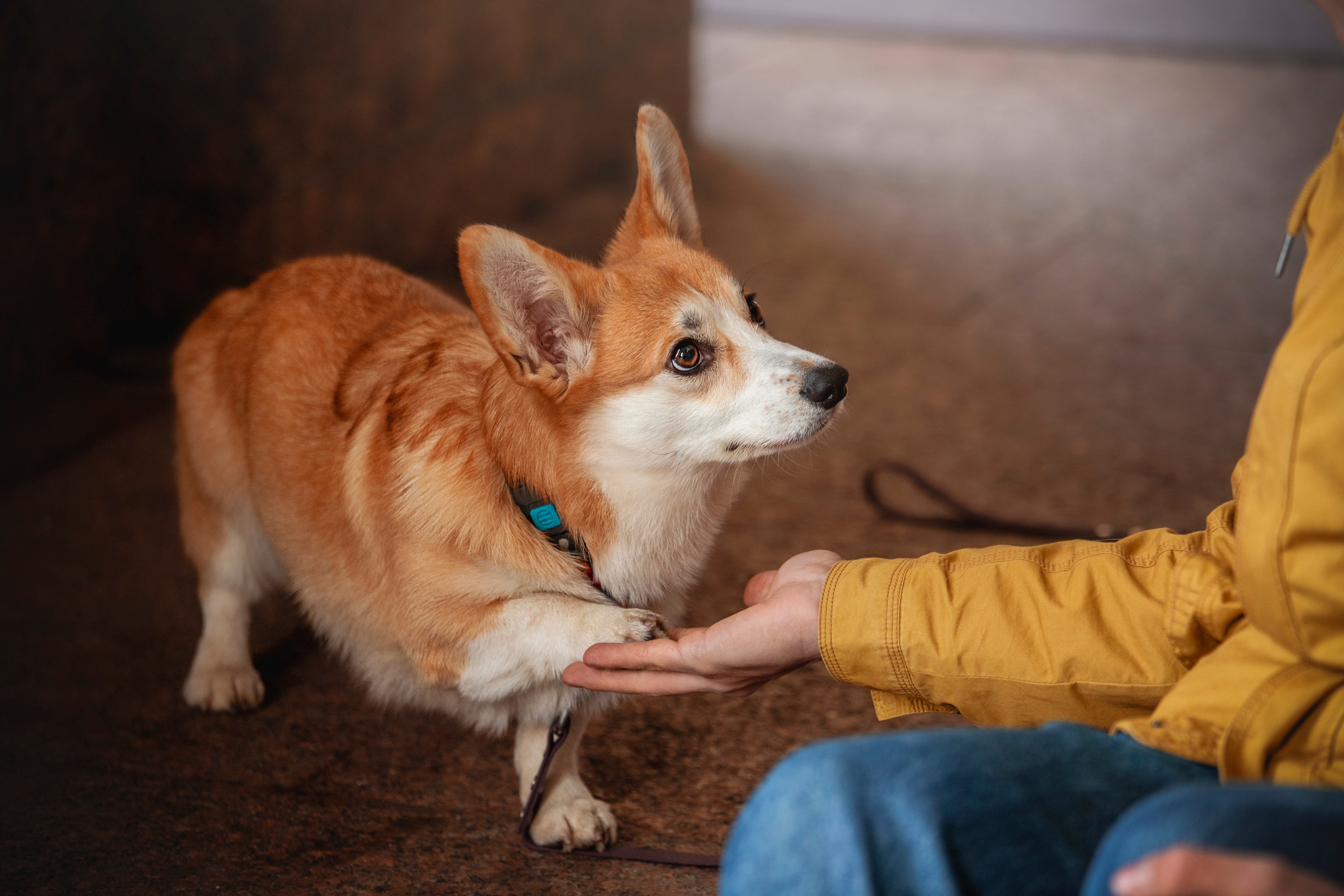 Егор и Никси. Фотограф — Анималист | Санкт-Петербург