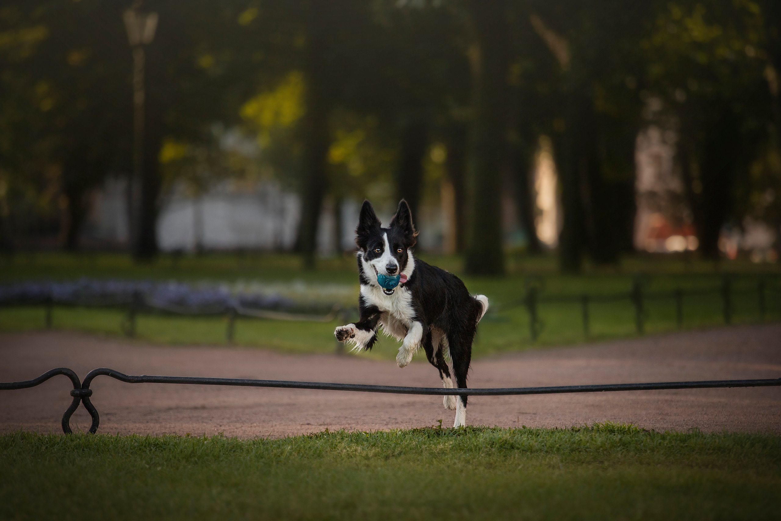 Лана, Тэгра и их семья. Фотограф — Анималист | Санкт-Петербург