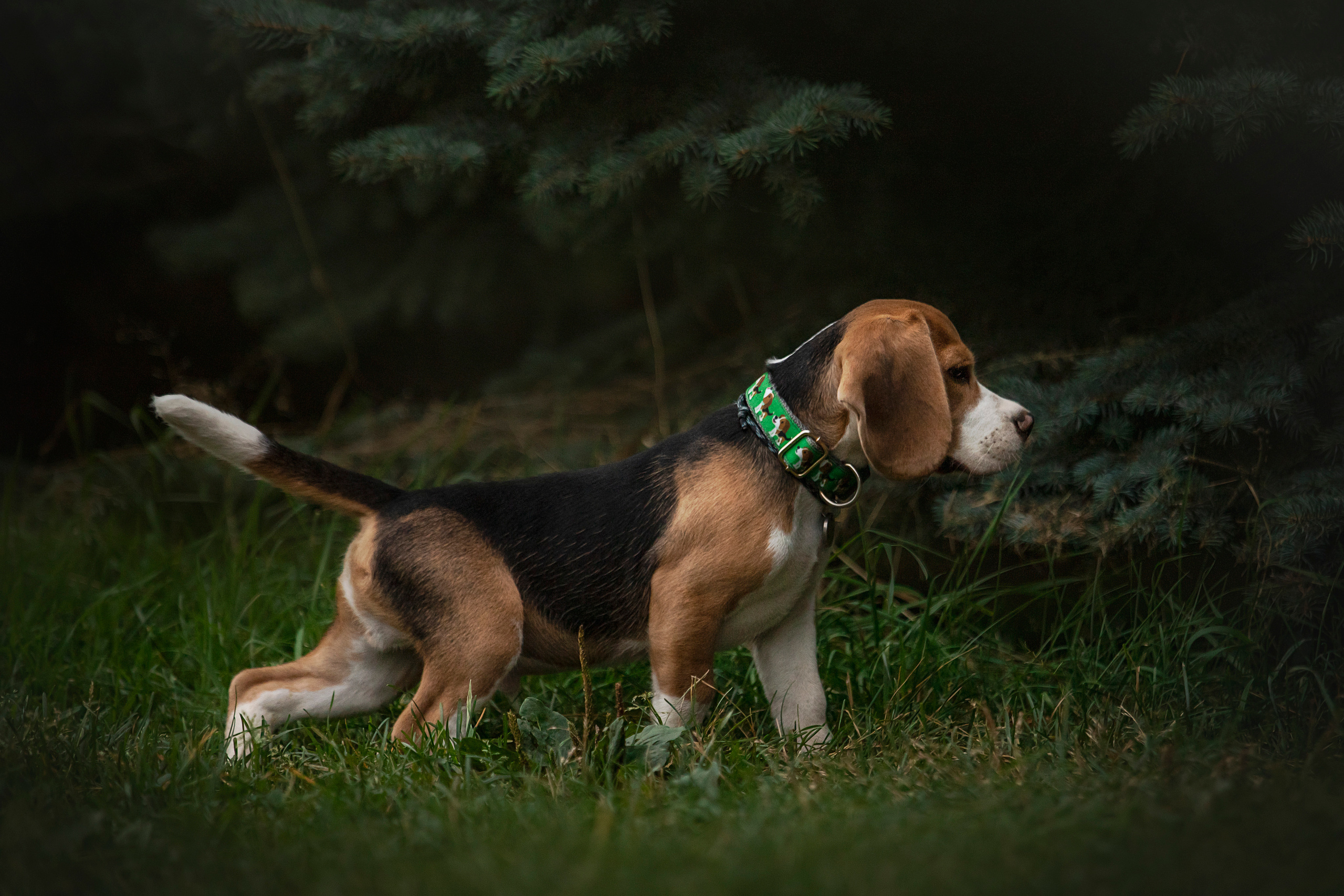 Лиза и Стич. Фотограф — Анималист | Санкт-Петербург