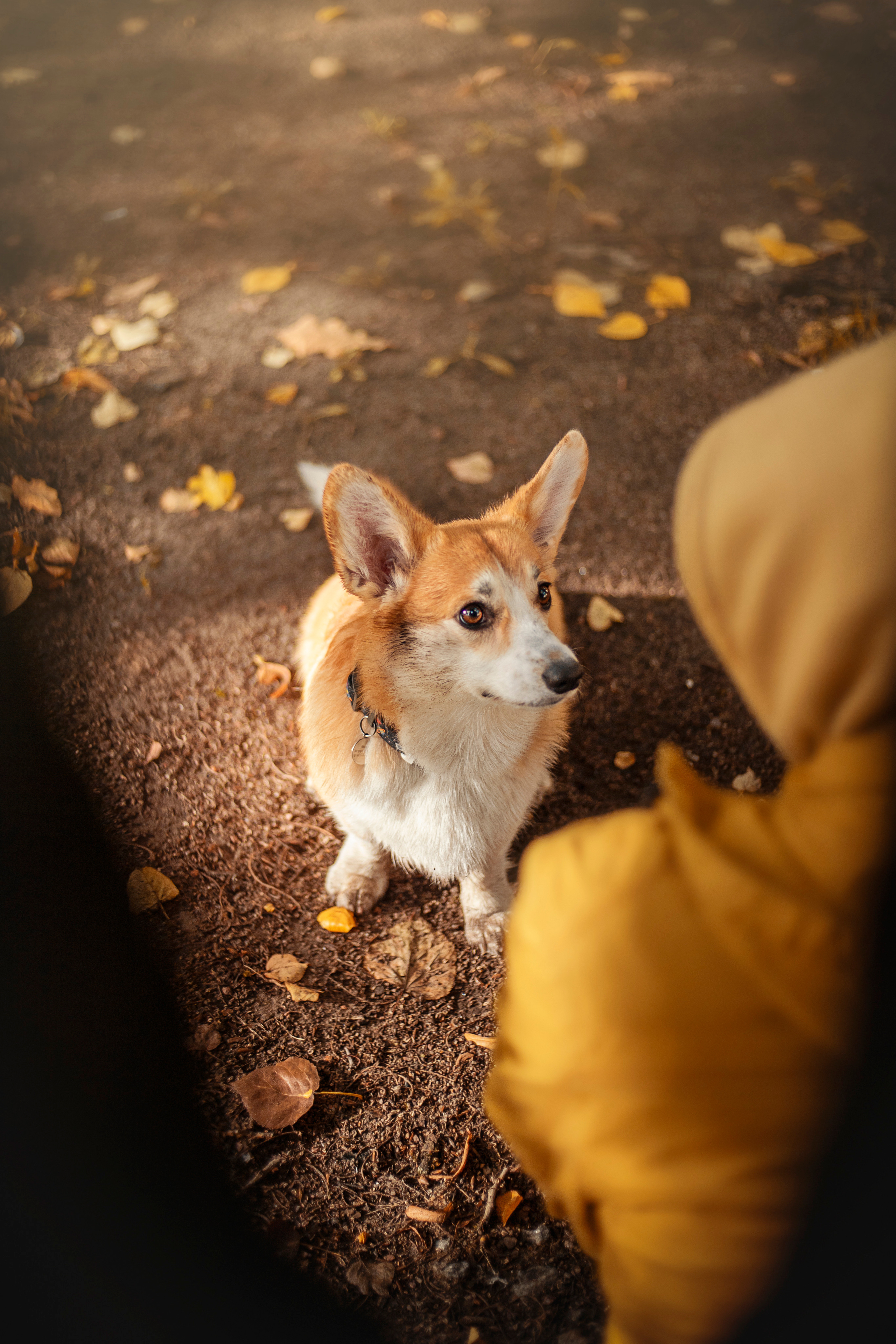 Егор и Никси. Фотограф — Анималист | Санкт-Петербург