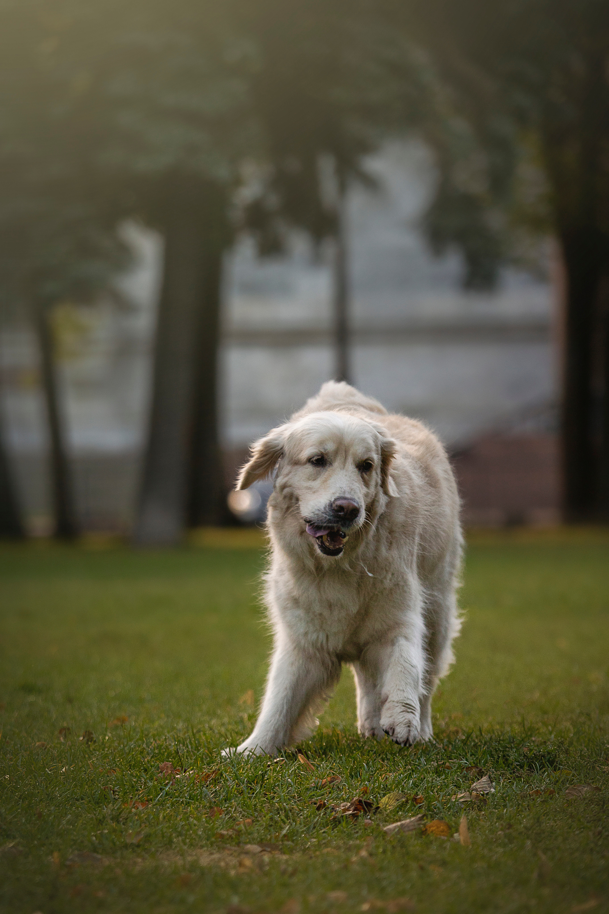 Лана, Тэгра и их семья. Фотограф — Анималист | Санкт-Петербург