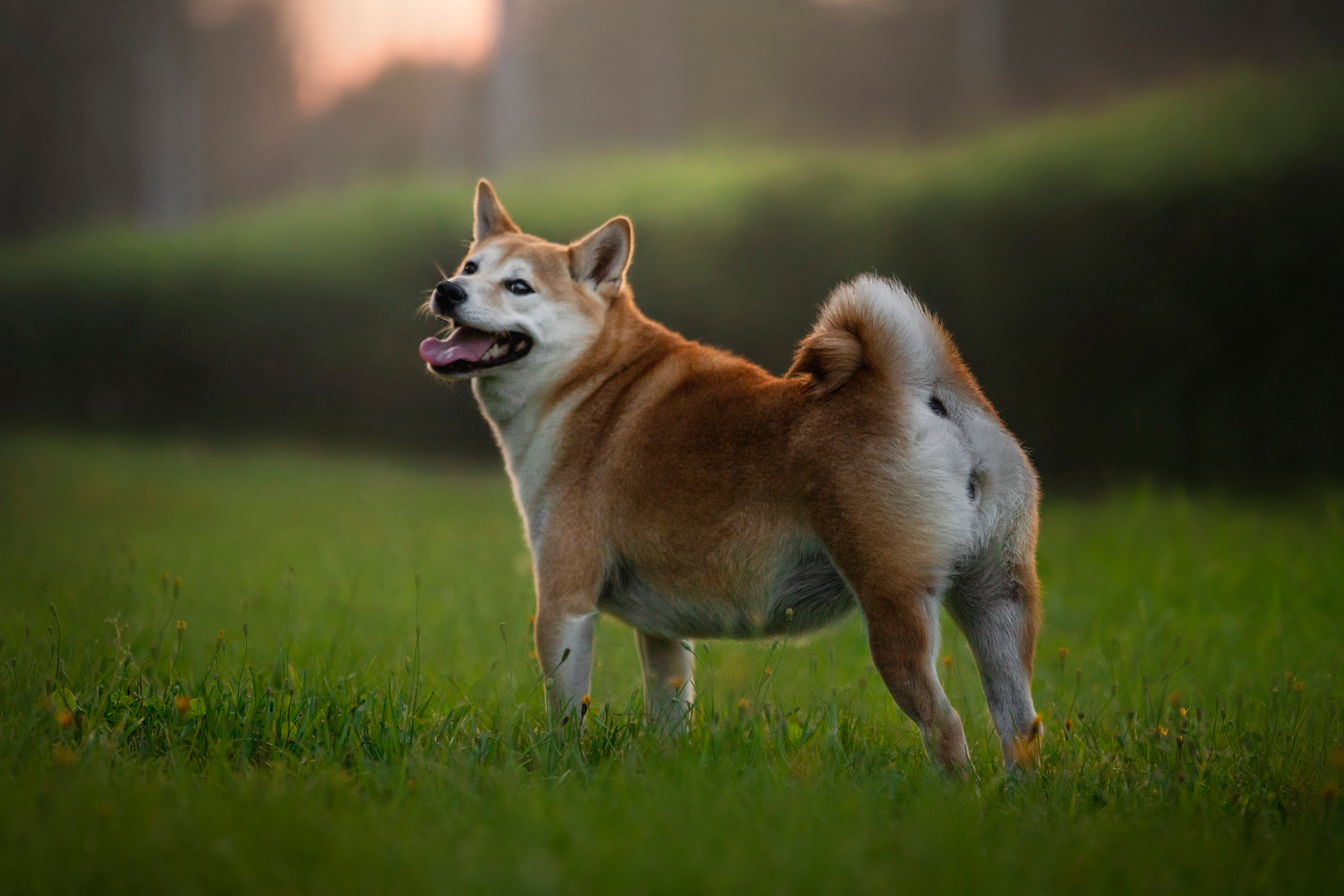 Саша и Айка. Фотограф — Анималист | Санкт-Петербург