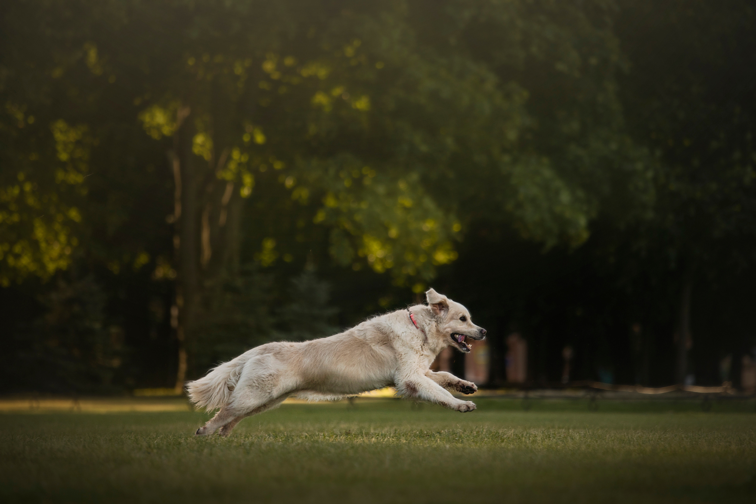 Лана, Тэгра и их семья. Фотограф — Анималист | Санкт-Петербург