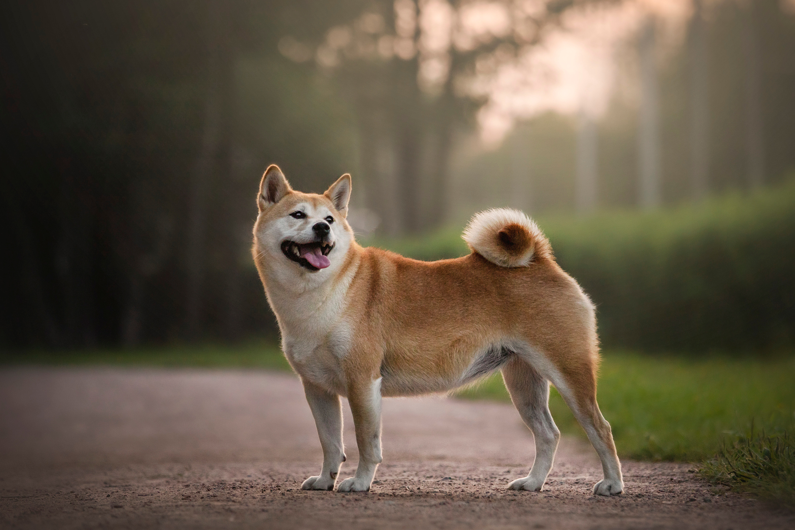 Саша и Айка. Фотограф — Анималист | Санкт-Петербург