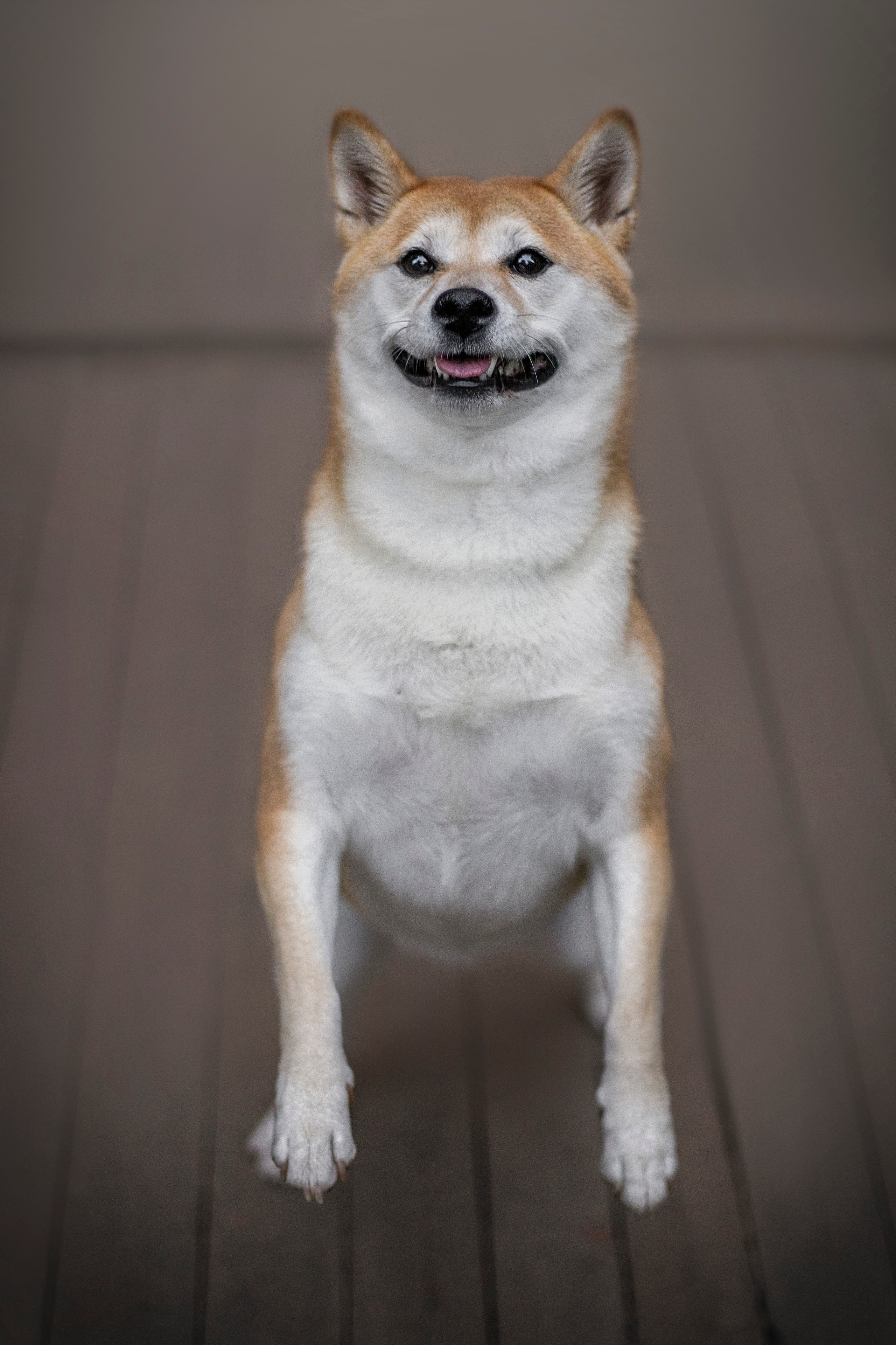 Саша и Айка. Фотограф — Анималист | Санкт-Петербург