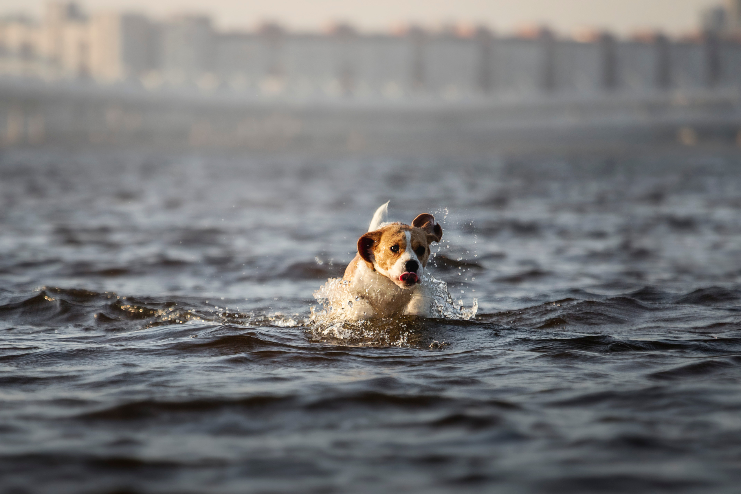 Полина и Бетти. Фотограф — Анималист | Санкт-Петербург