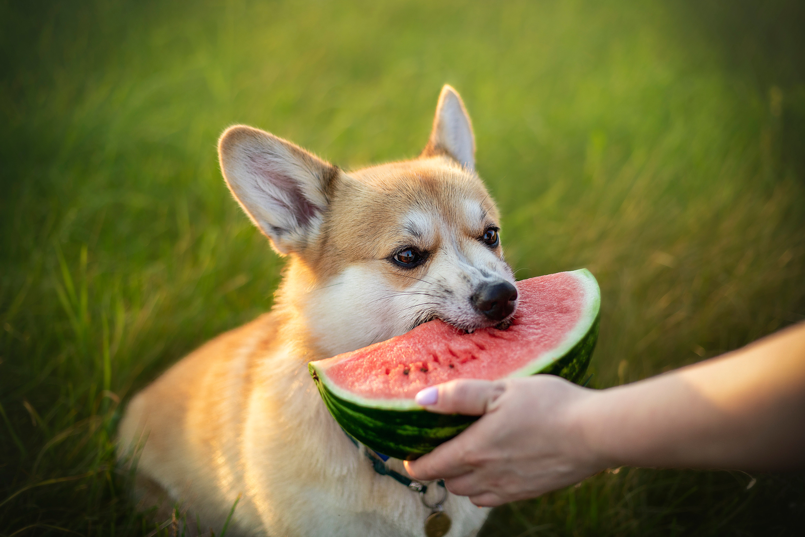 Катя и Азазель. Фотограф — Анималист | Санкт-Петербург