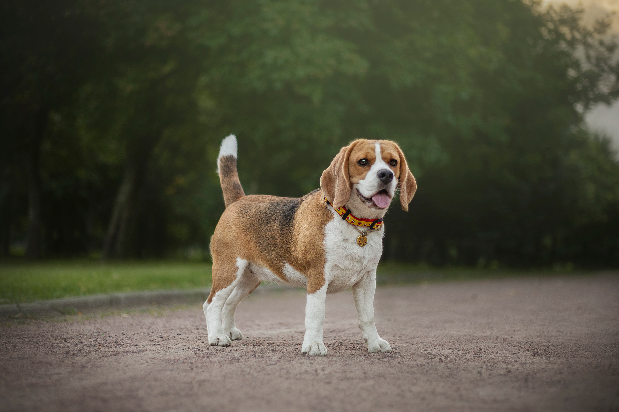 Полина и Бетти. Фотограф — Анималист | Санкт-Петербург