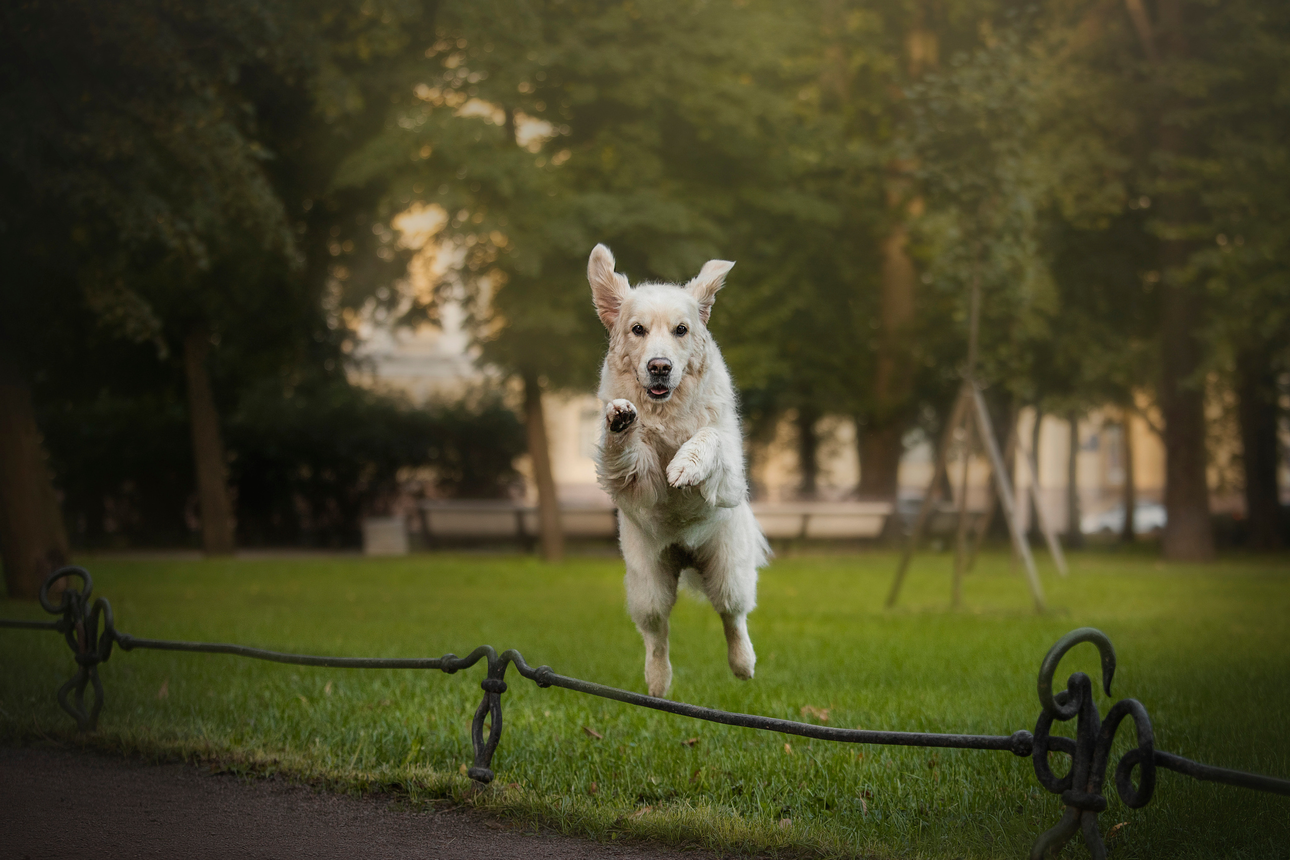 Лана, Тэгра и их семья. Фотограф — Анималист | Санкт-Петербург