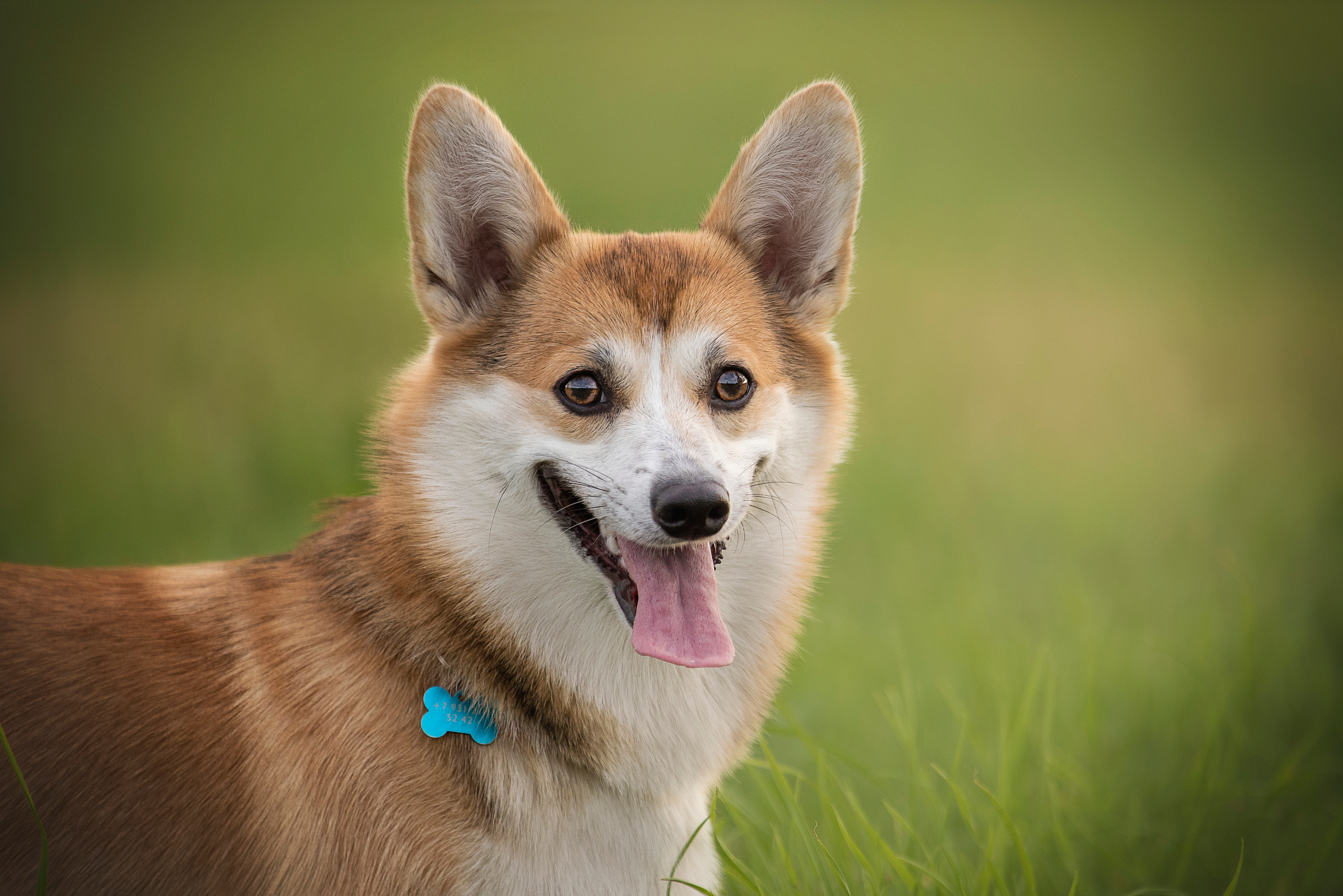 Оля и Оливка. Фотограф — Анималист | Санкт-Петербург